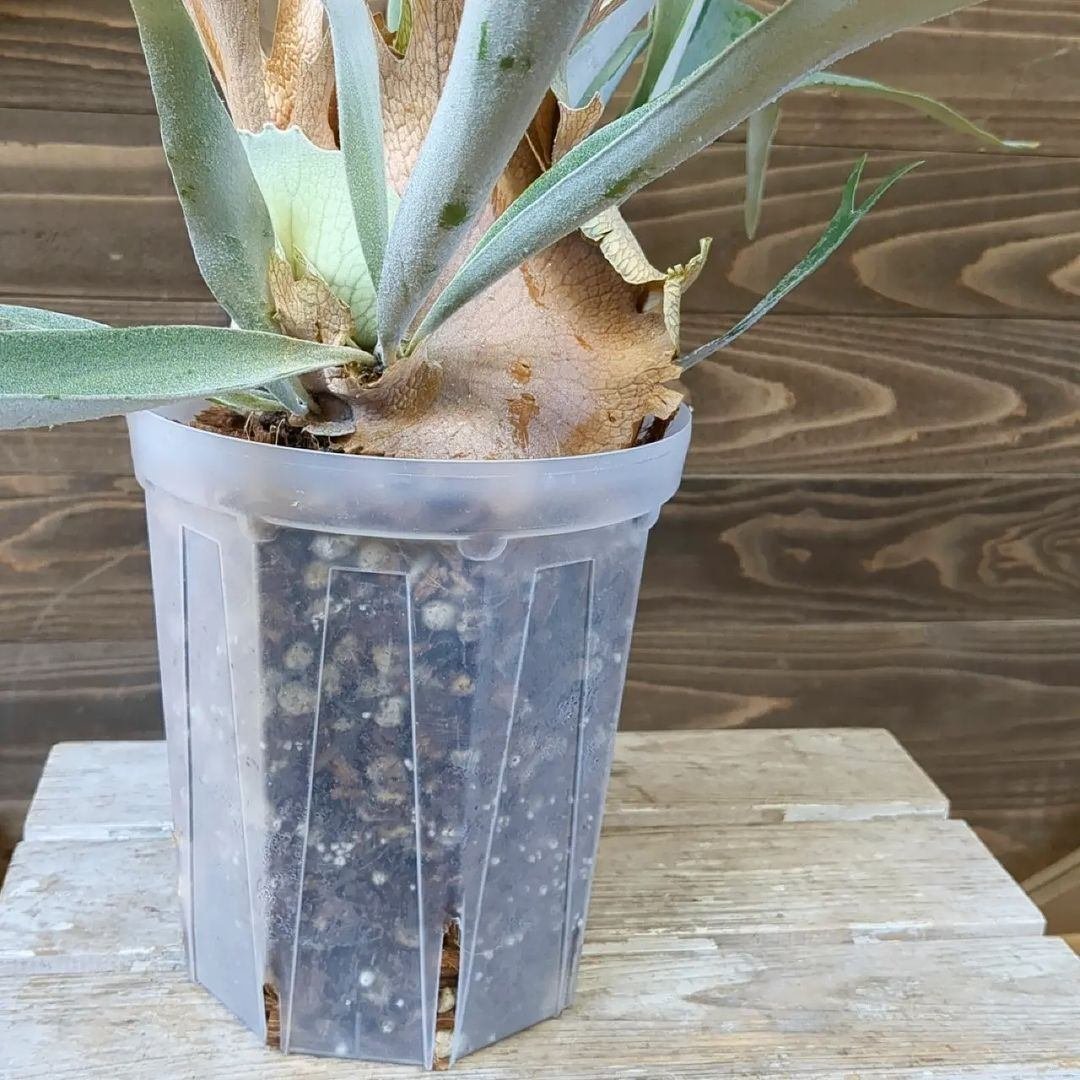 ビカクシダ　バーレーン　大株 入荷情報（観葉植物編）2024.3.1 ～｜グリーンセンター芳樹園