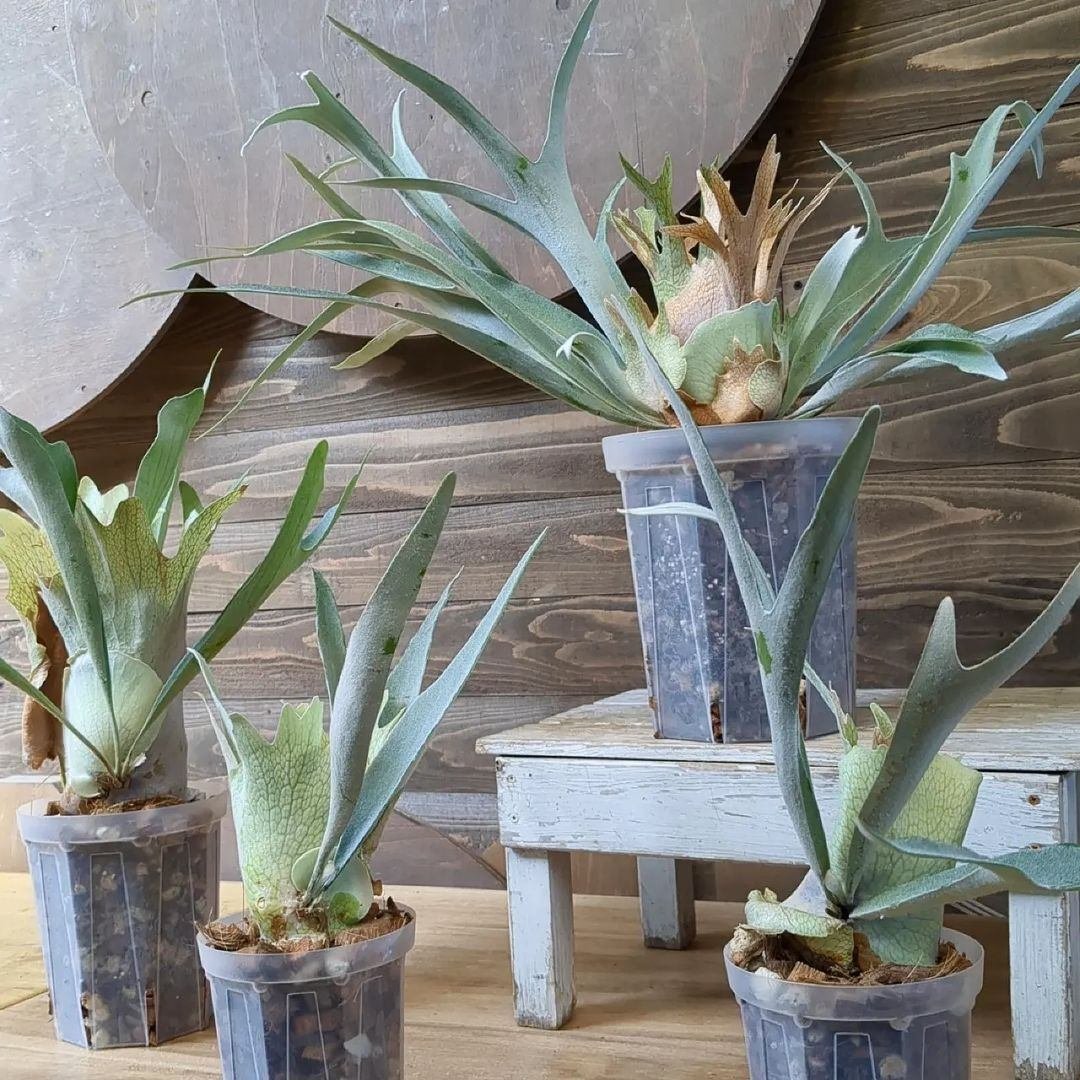 入荷情報（観葉植物編）2024.3.1 ～｜グリーンセンター芳樹園