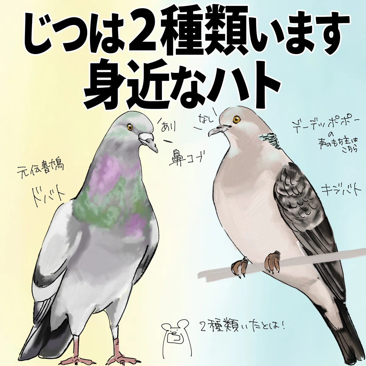 実は2種類います。身近なハト。|くますけ|自然ガイド・クリエイター