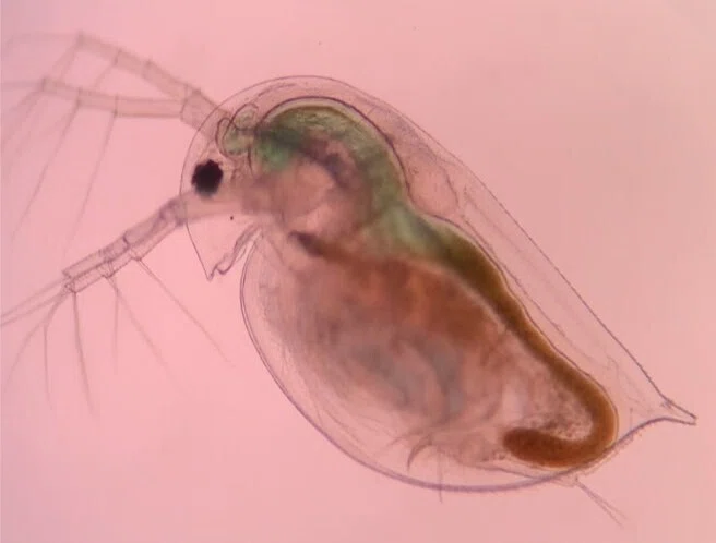 ミジンコって何の生き物の仲間なの？～ミジンコ学超入門（1