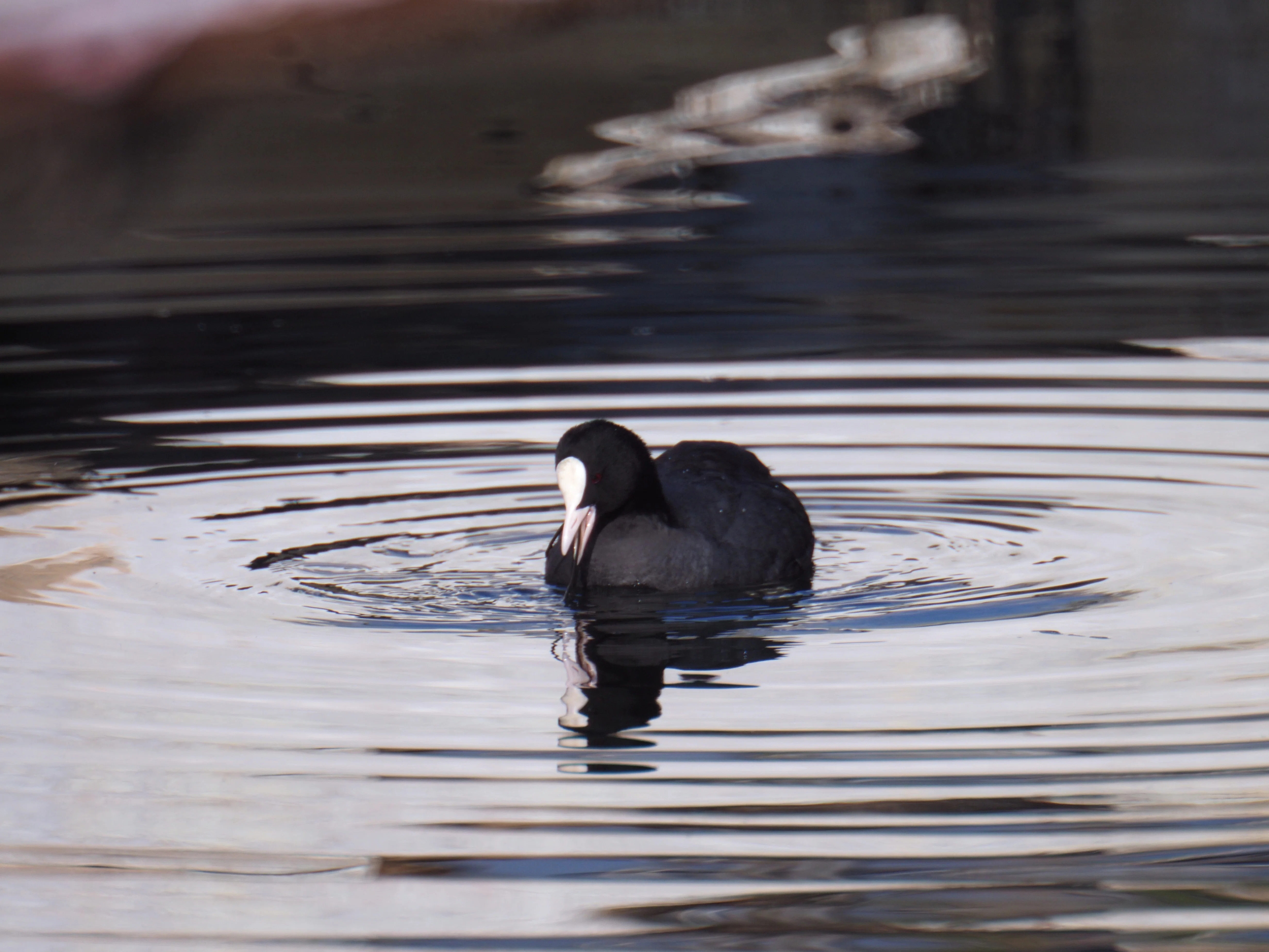 レンズ沼あれこれ：SIGMA MIRROR-TELEPHOTO 600mm F8｜ひっくすK