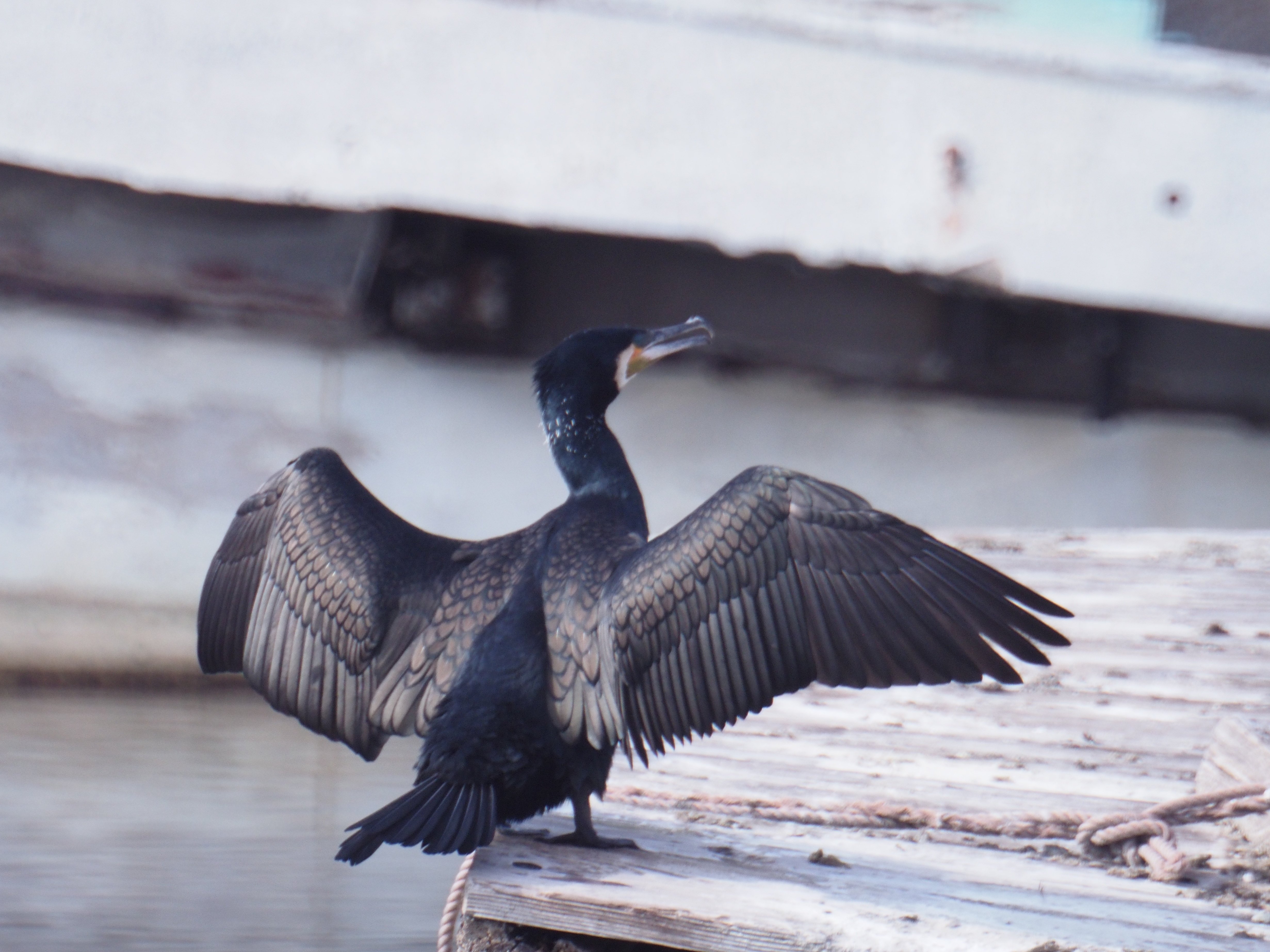 レンズ沼あれこれ：SIGMA MIRROR-TELEPHOTO 600mm F8｜ひっくすK