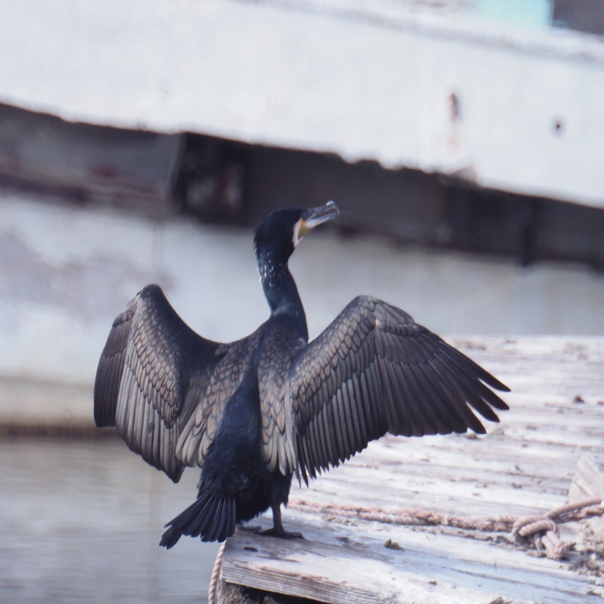 レンズ沼あれこれ：SIGMA MIRROR-TELEPHOTO 600mm F8｜ひっくすK