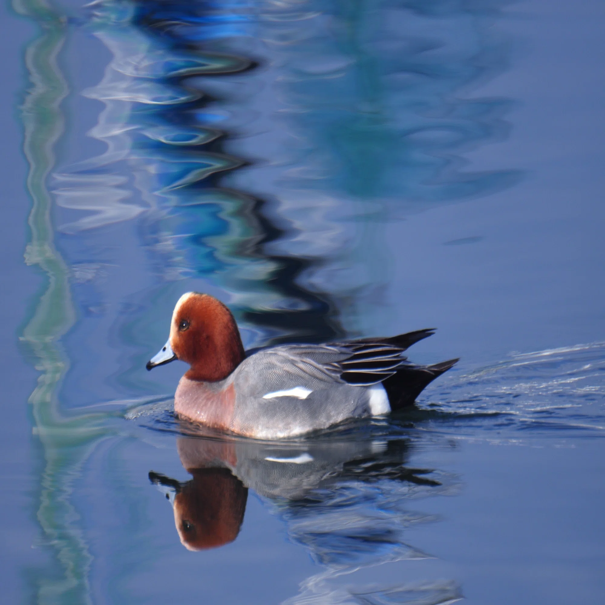 レンズ沼あれこれ：SIGMA MIRROR-TELEPHOTO 600mm F8｜ひっくすK