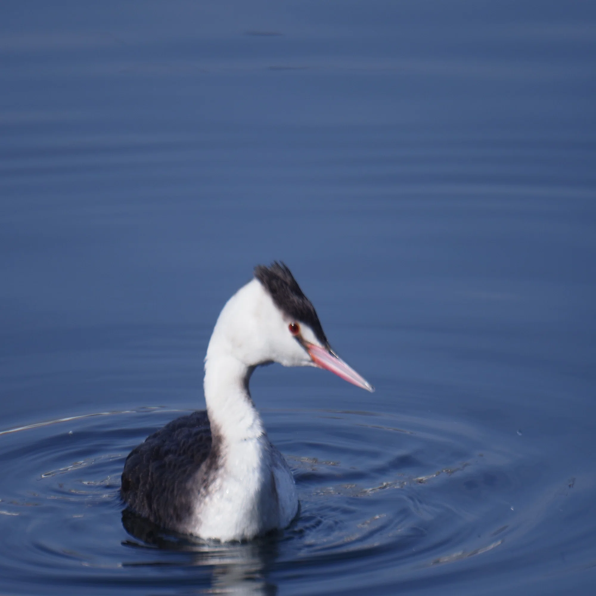 レンズ沼あれこれ：SIGMA MIRROR-TELEPHOTO 600mm F8｜ひっくすK