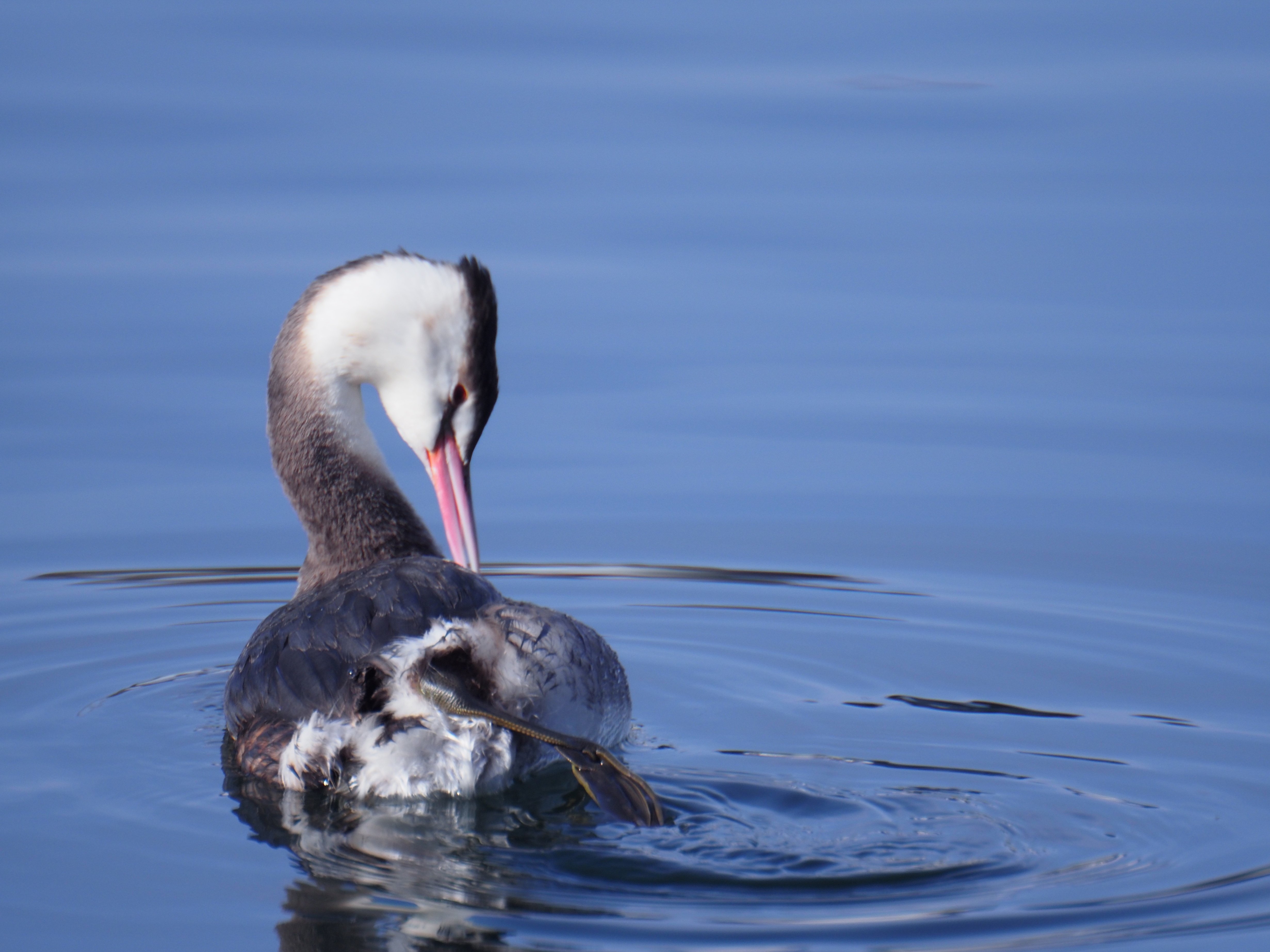 レンズ沼あれこれ：SIGMA MIRROR-TELEPHOTO 600mm F8｜ひっくすK