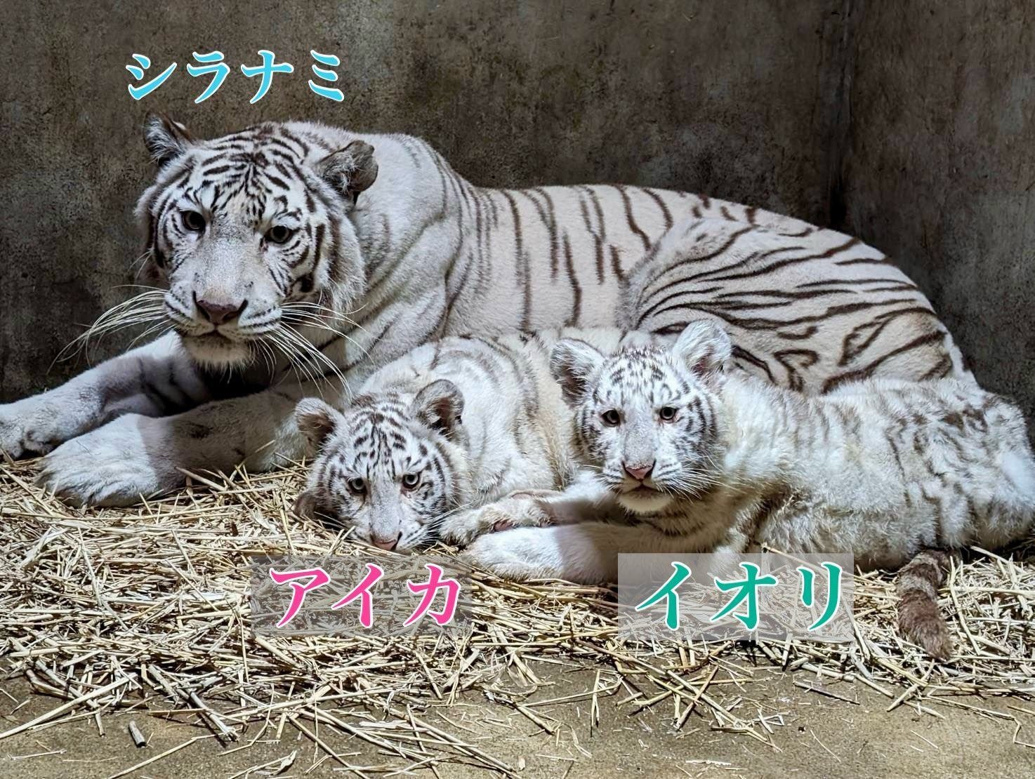 もふもふページ もふもふ様 リクエスト 2点 まとめ商品 もふもふ】2点おまとめ