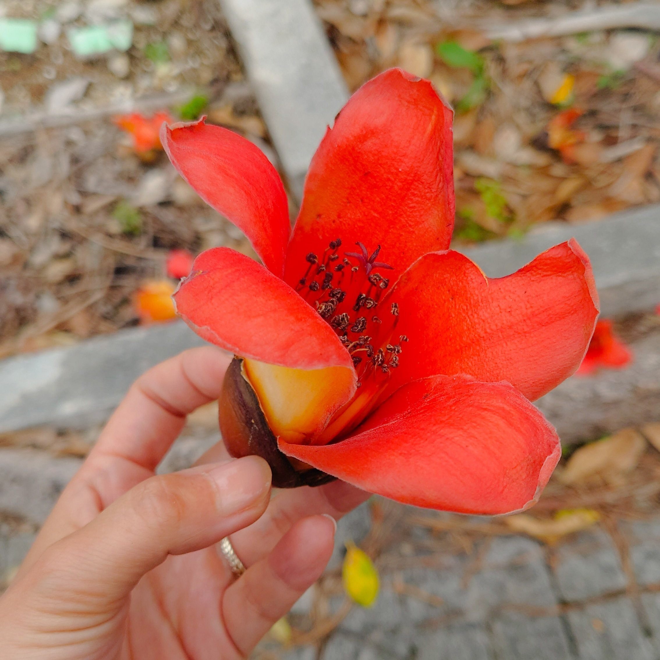 沖縄熱帯植物図録｜ぼうけんのしょLv.51