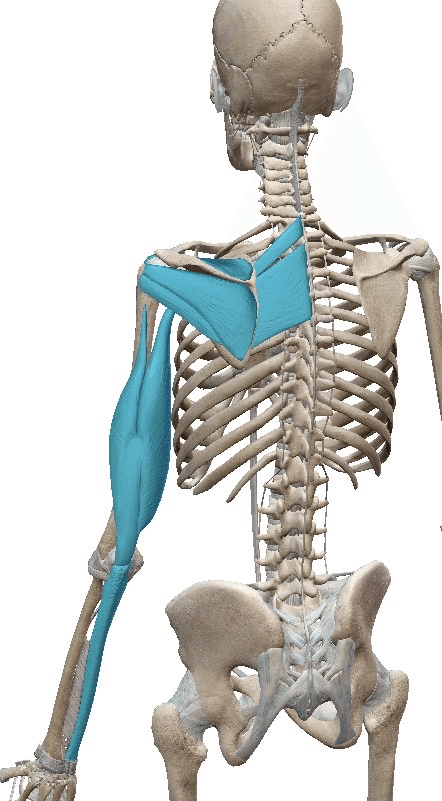 左肩から手までの筋膜