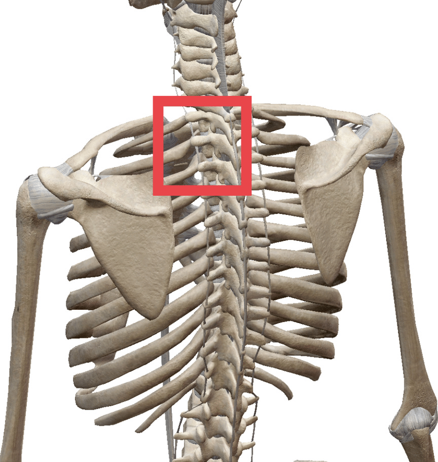 第1〜第3肋横突関節