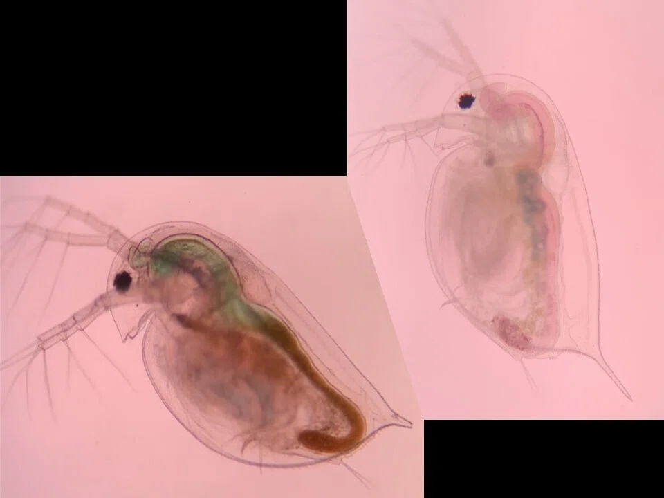 ミジンコって何の生き物の仲間なの？～ミジンコ学超入門（1