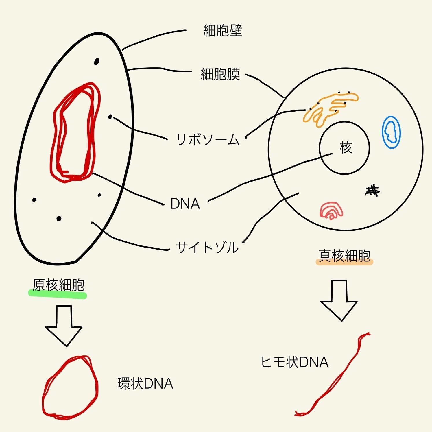 核がない生物｜さかなとムシの研究所, image size:1571x1494