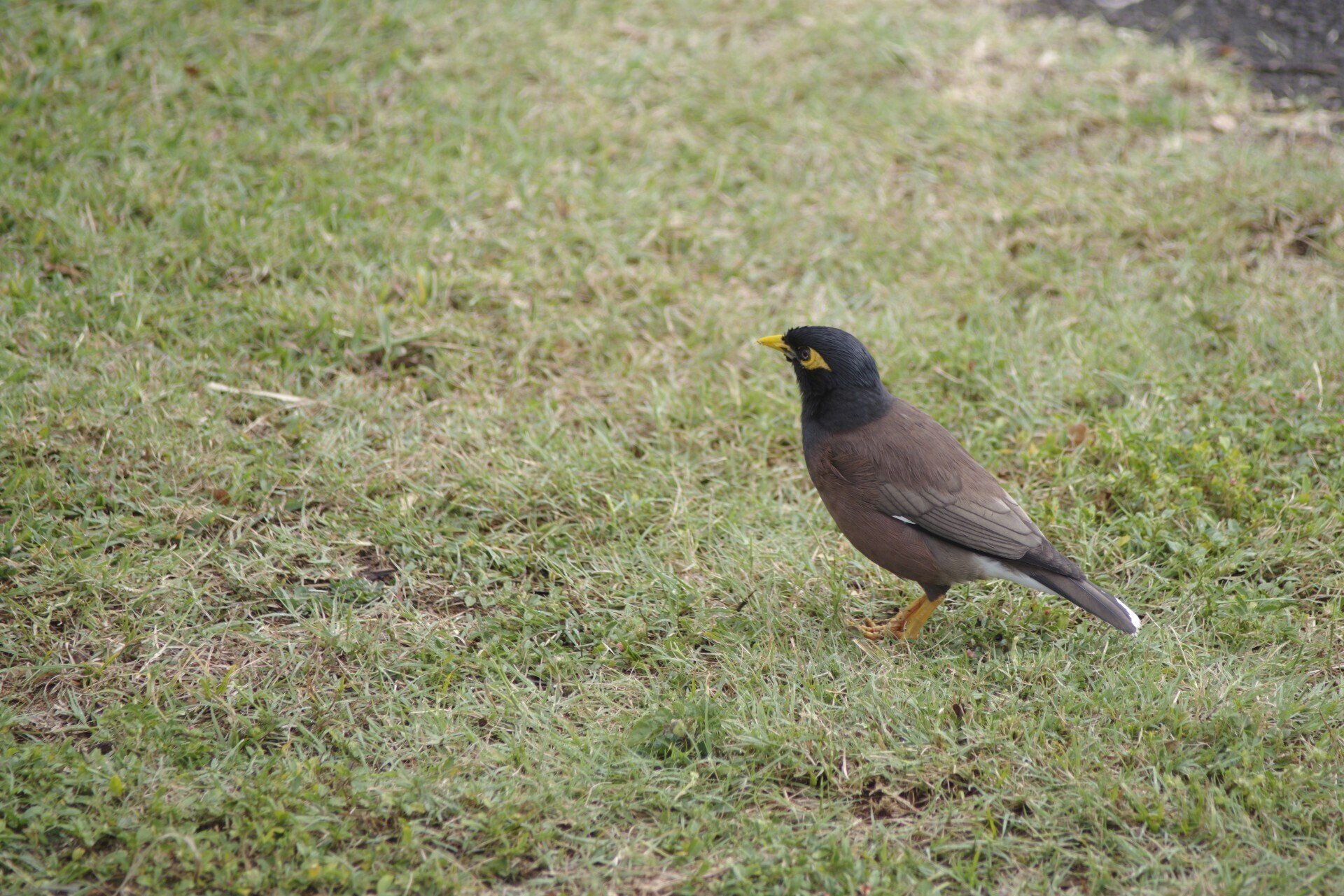 ホノルル動物園(J limited 01 / Tamron 178D)｜夢望庵 / Mubou-an