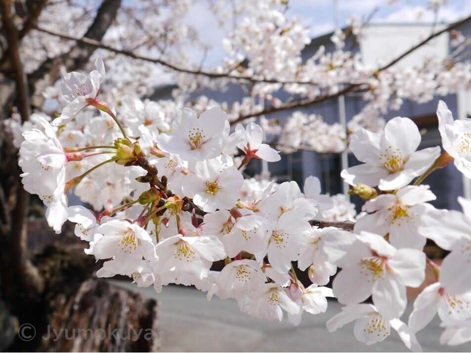 染井吉野'は短命なのか？ -桜の寿命を検証する-｜じゅもくやん