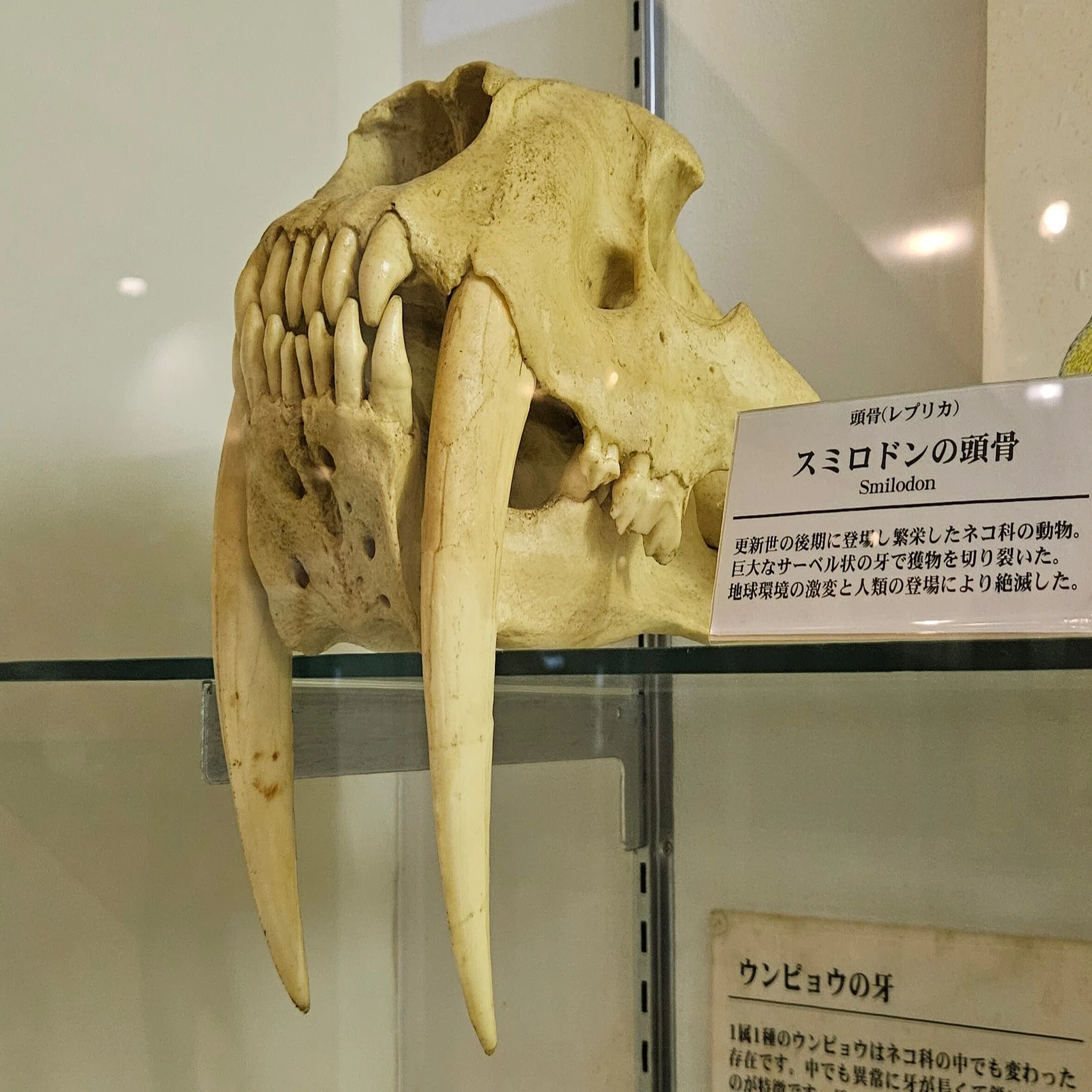 The Lost Universe 古代の巨大ネコ③巨大サーベルタイガー｜美原さつき
