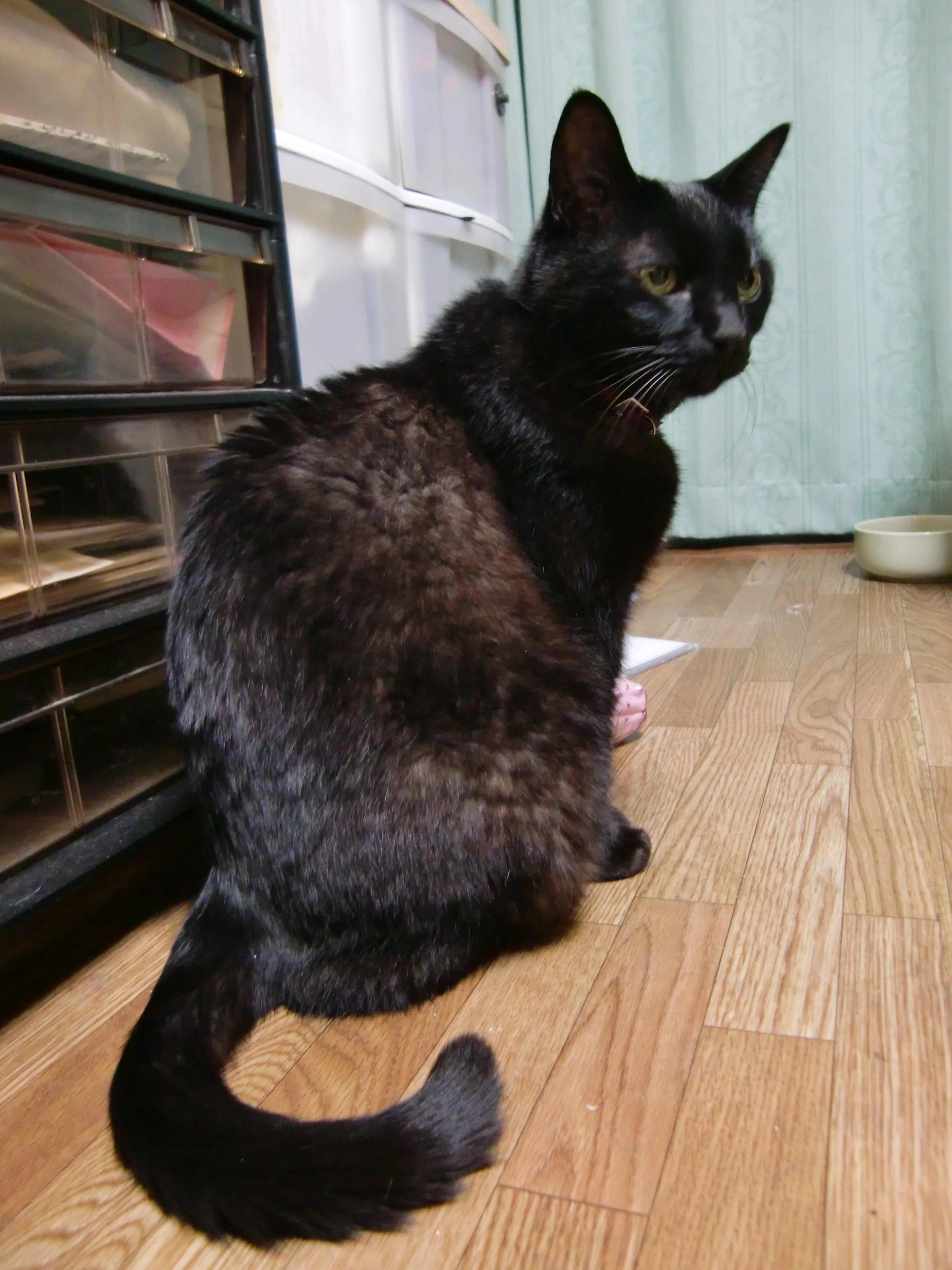 龍脈の精髄 天然水晶クラスター「魂を導く結晶の花」　保護猫支援 黒い守護者～黒猫・初代～ ｜瑞樹薫（みずき かおる）