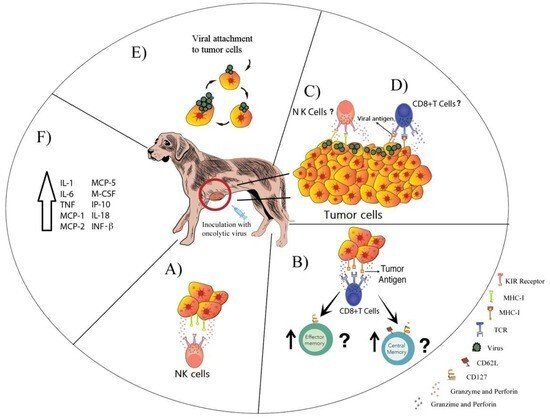 動物の世界：犬用の新しいがんワクチンで生存率が2倍に