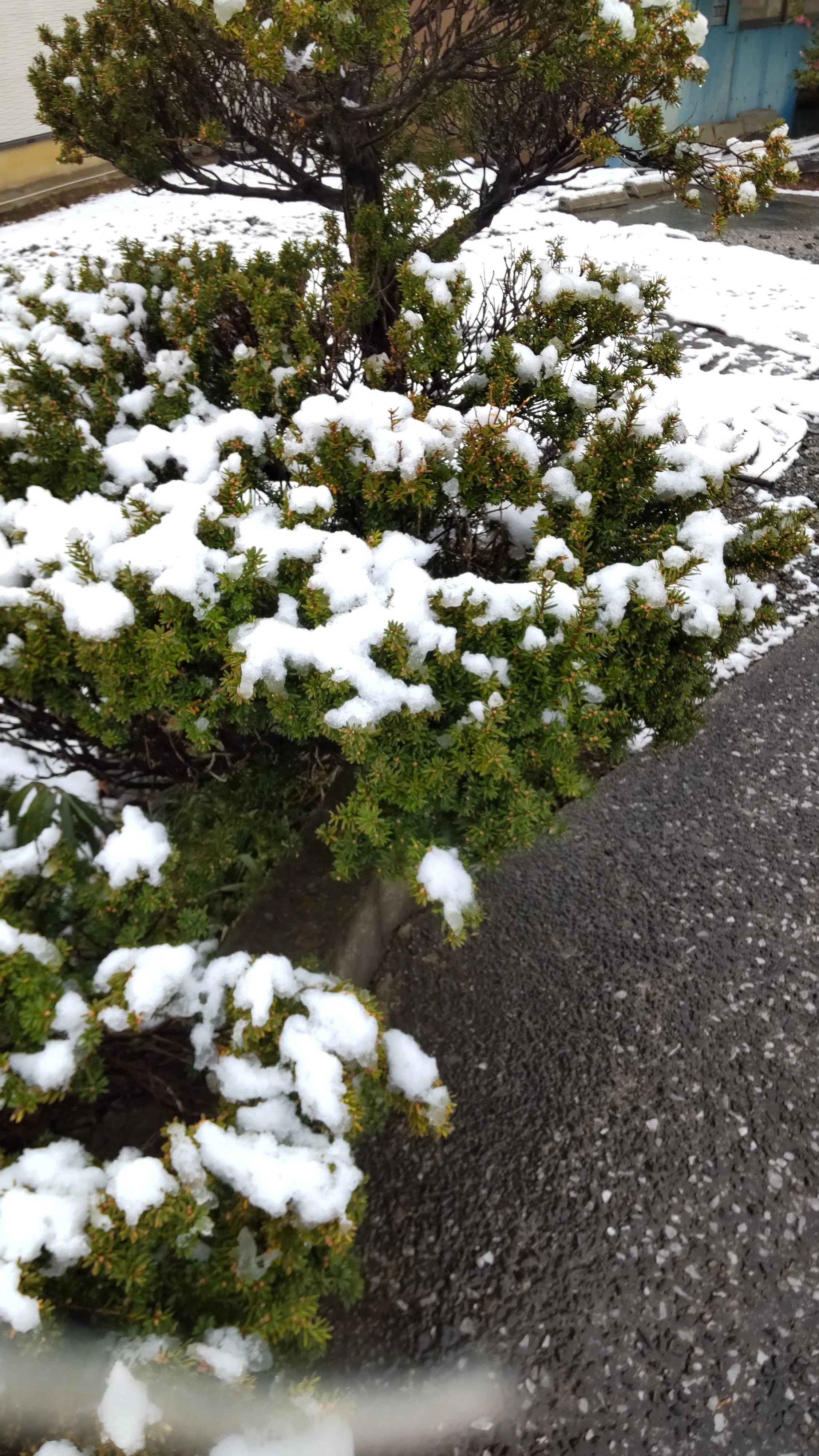 金曜日。松に雪｜haruka