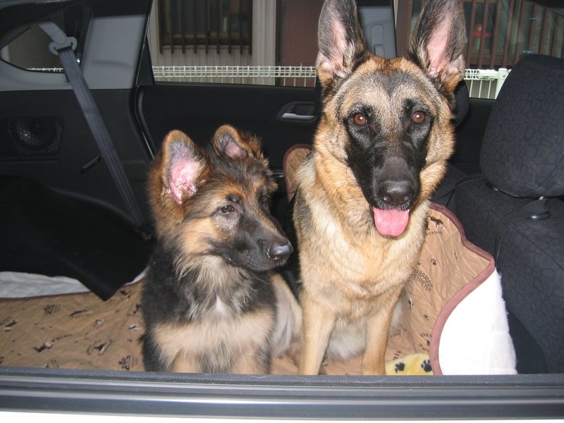 思い出の我が家の愛犬、フィータ（右）とドディー（左）の写真集