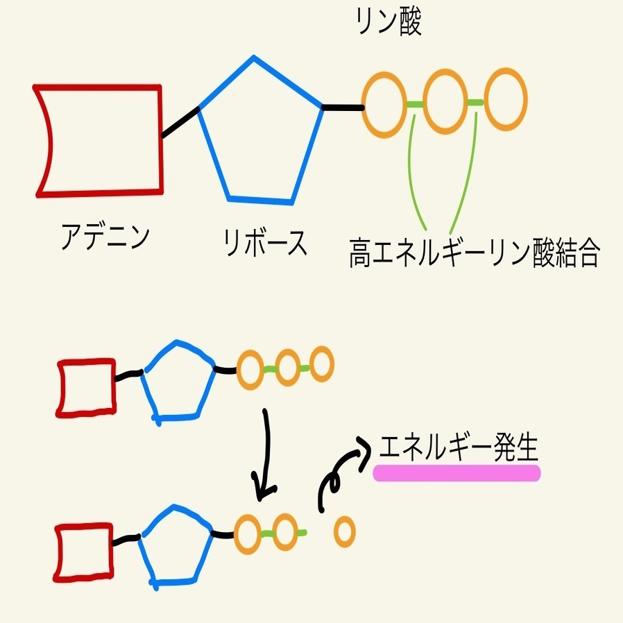 そういう意味なん？｜さかなとムシの研究所