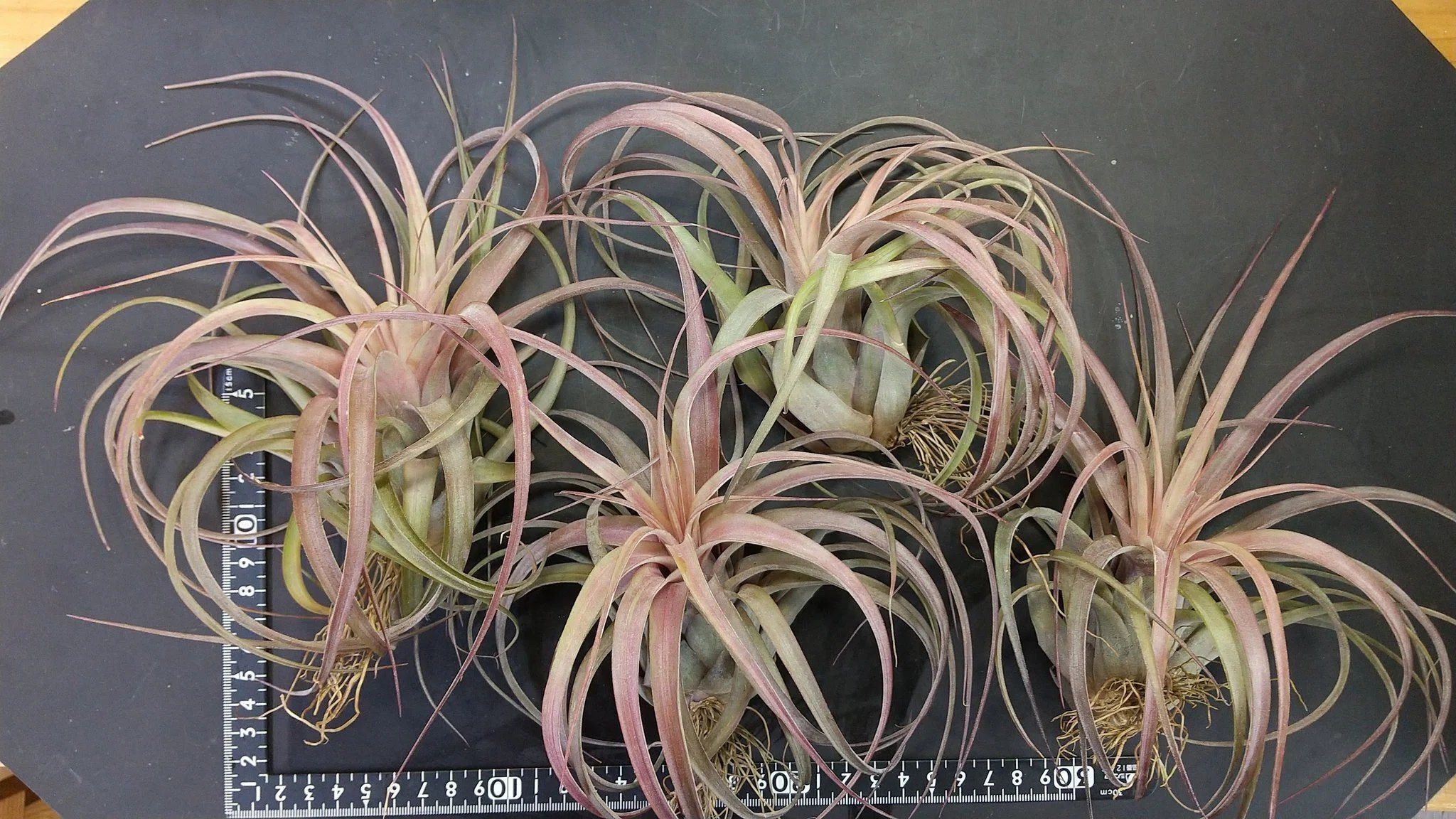 チランジア入荷リスト2/27｜NatureGarden🌿神田