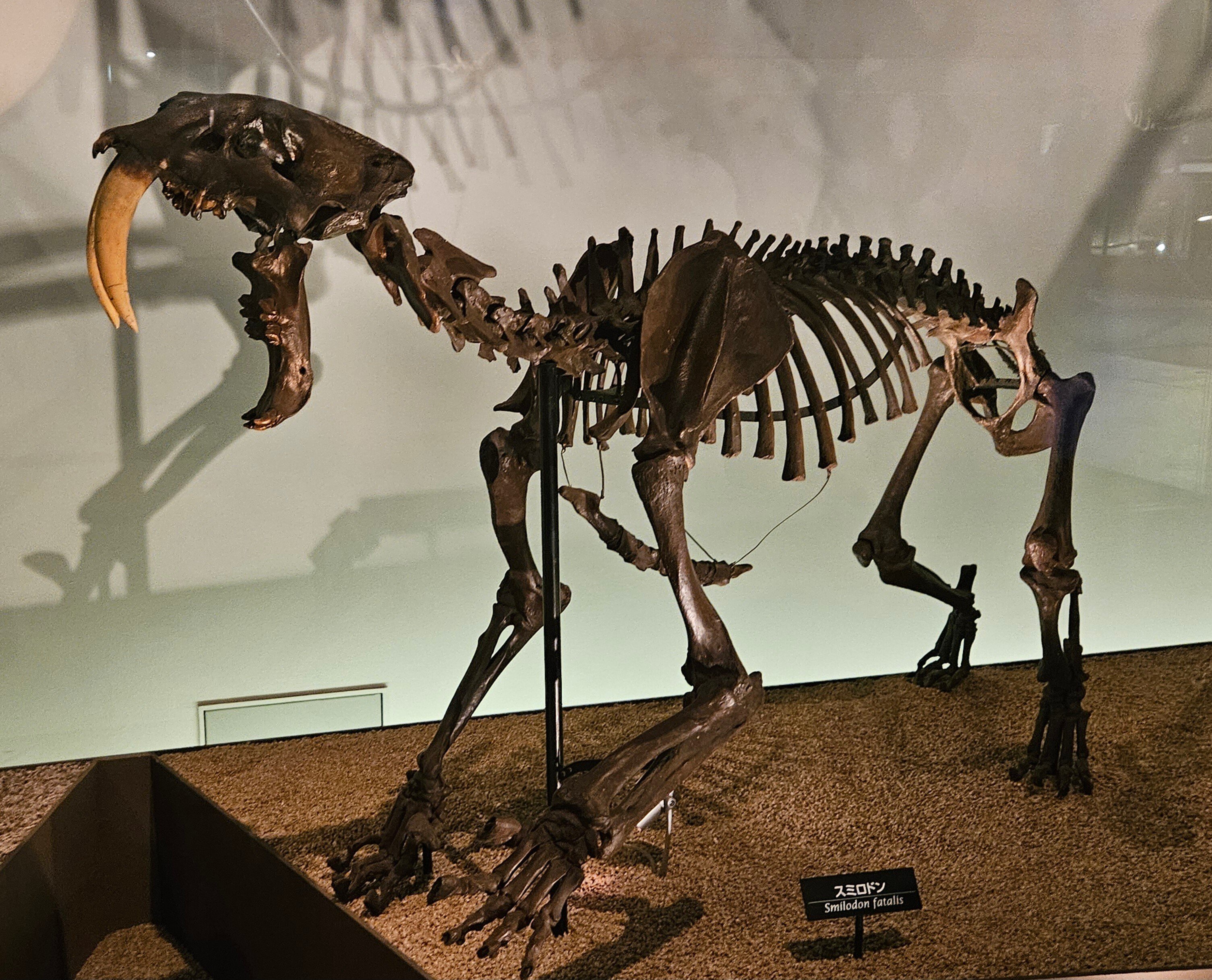 迫力 サーベルタイガー 頭骸骨 レプリカ インテリア 恐竜の化石 オブジェ 虎牙 Amazon.co.jp: 迫力 サーベルタイガー 頭骸骨 レプリカ インテリア