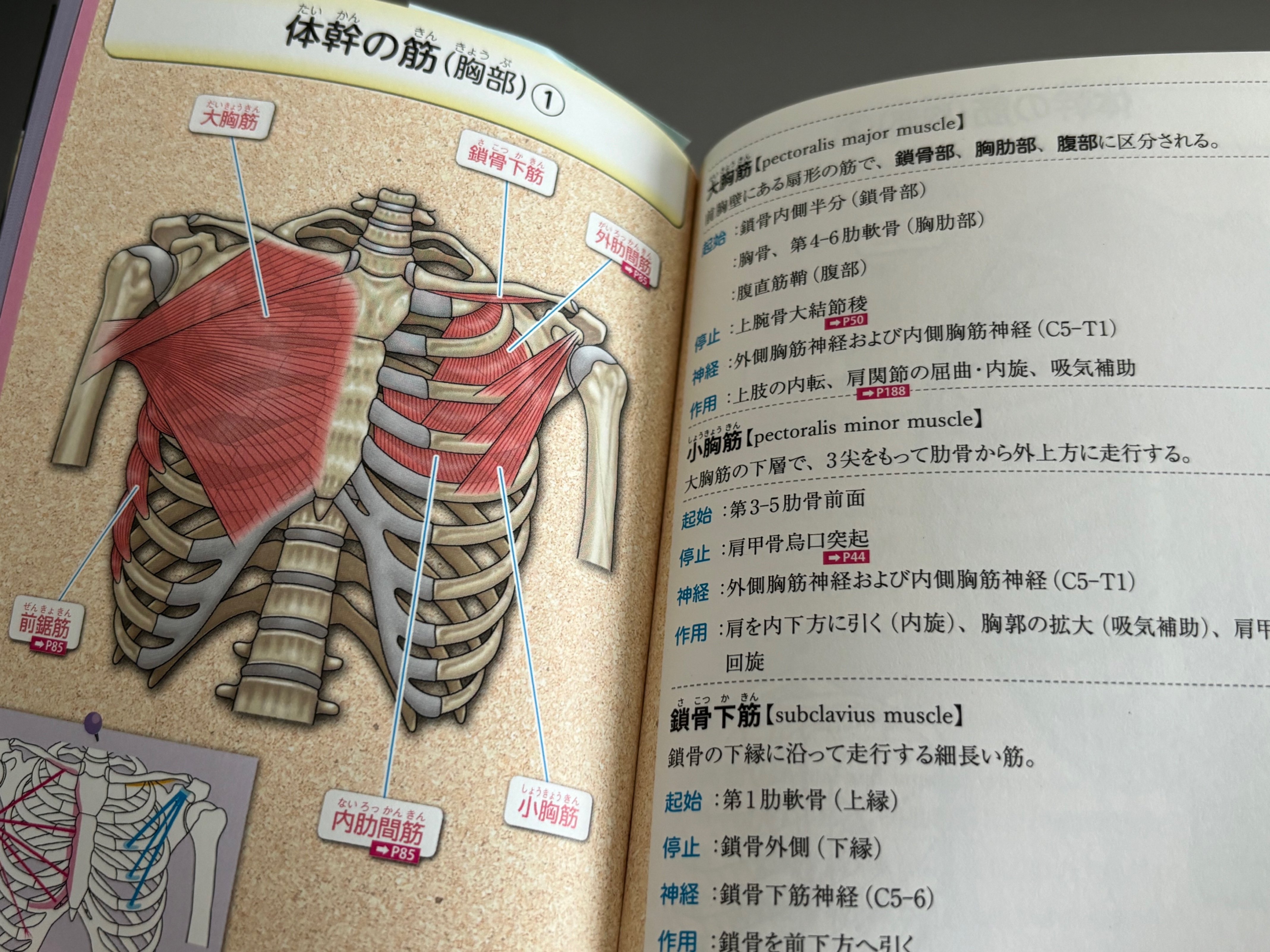 ブックレビュー】コメディカルのための筋・骨格・関節・靭帯 ポケット