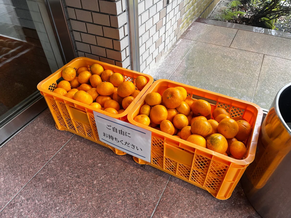 宿の敷地内に自生しているはっさく