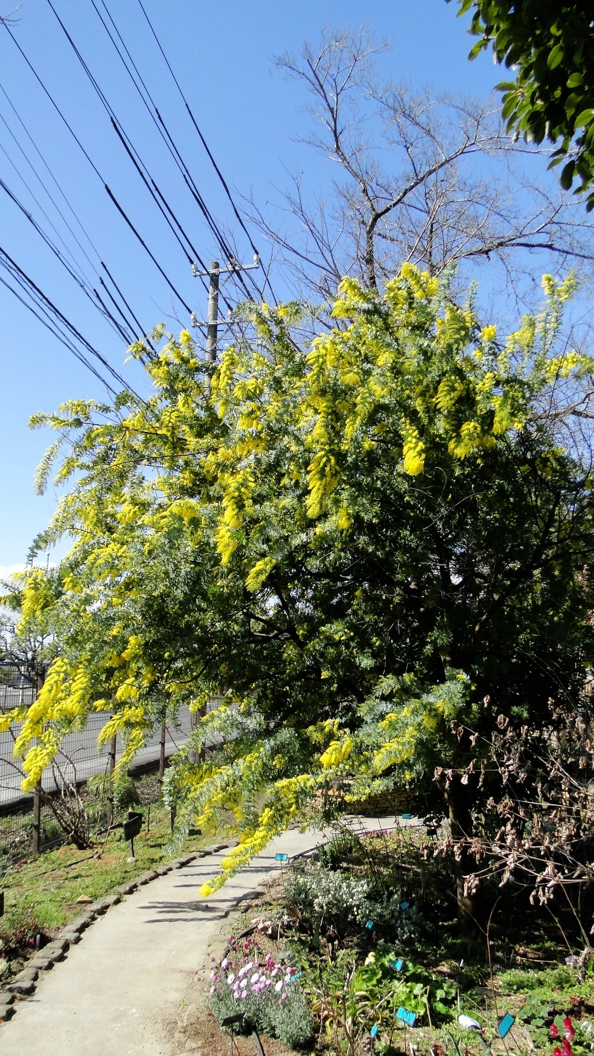 ミモザのようでミモザでない｜HRSD-note