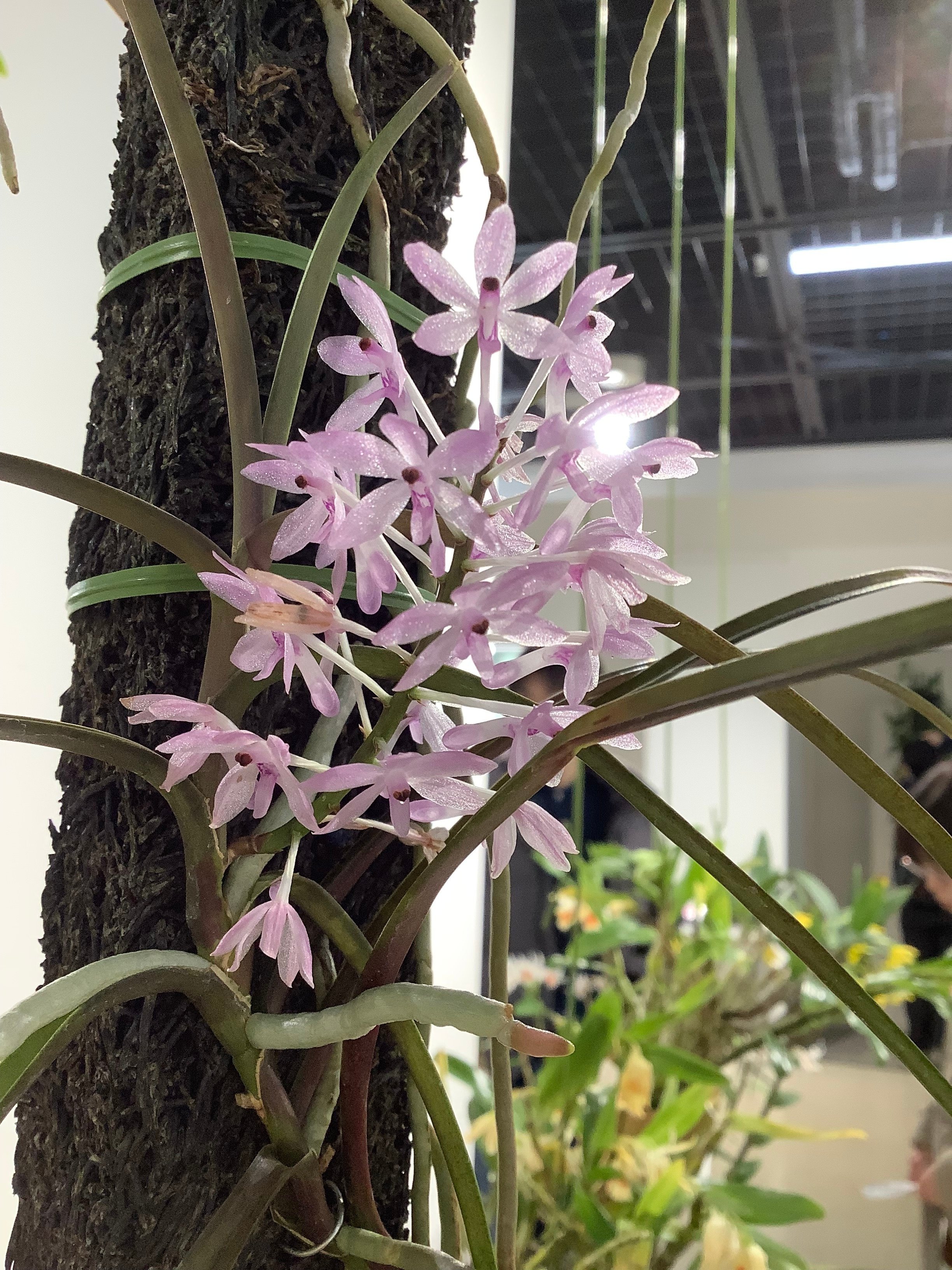 世界の美しい野生ランと出会う つくば蘭展2024｜おりちゃ