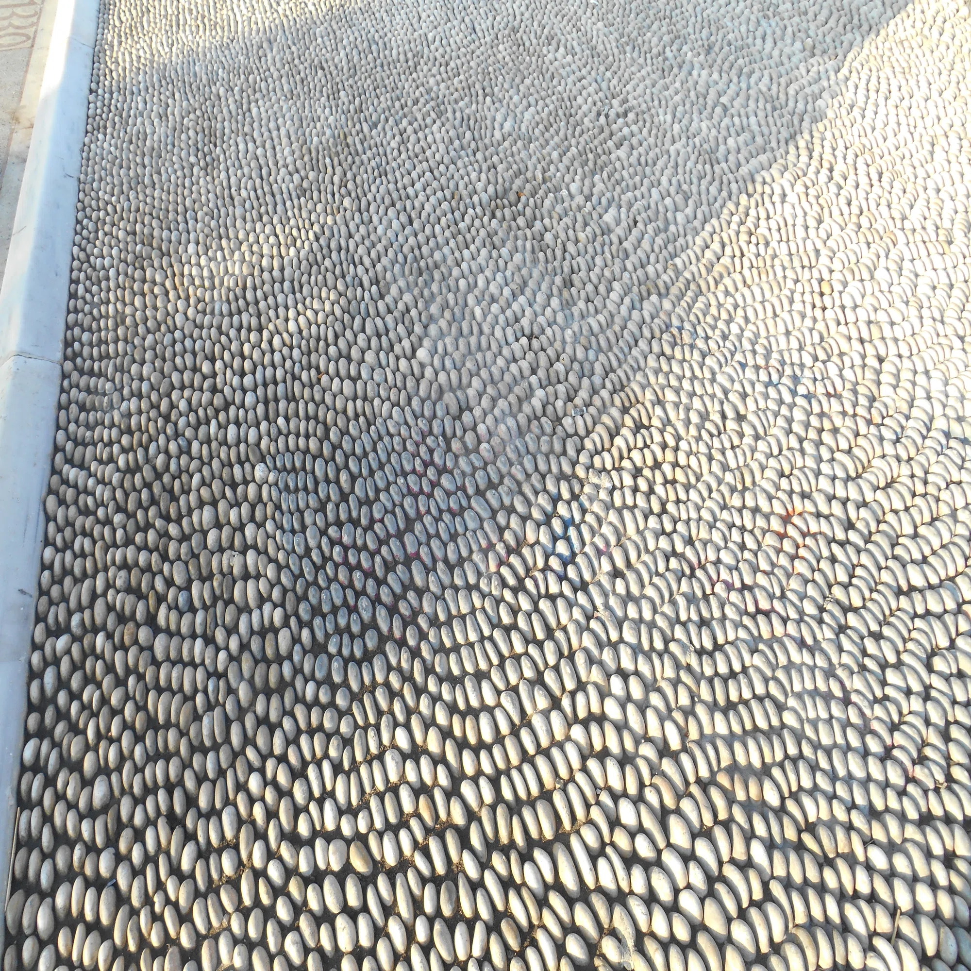 集合 体 恐怖 症 画像
