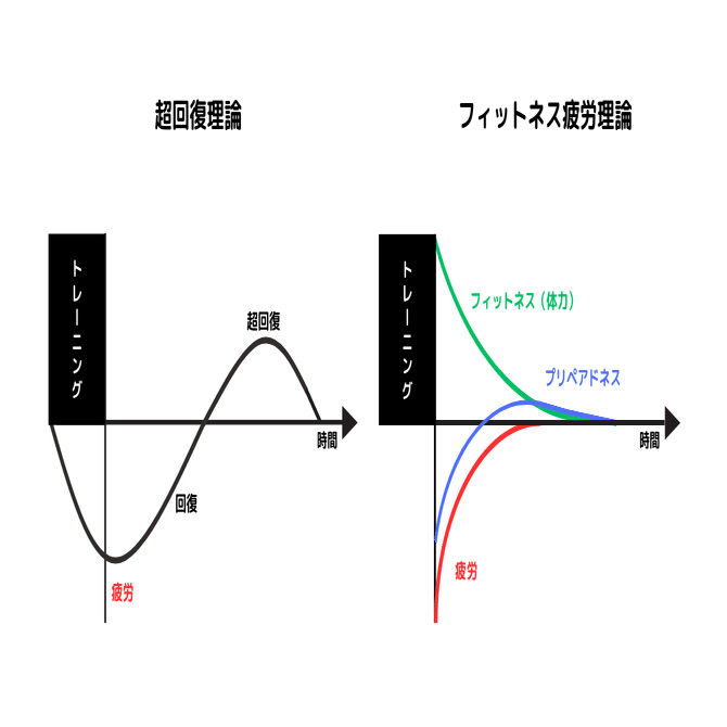 連載第３回】フィットネス疲労理論とACWR概論（前編）｜Sunbears Official【公式】