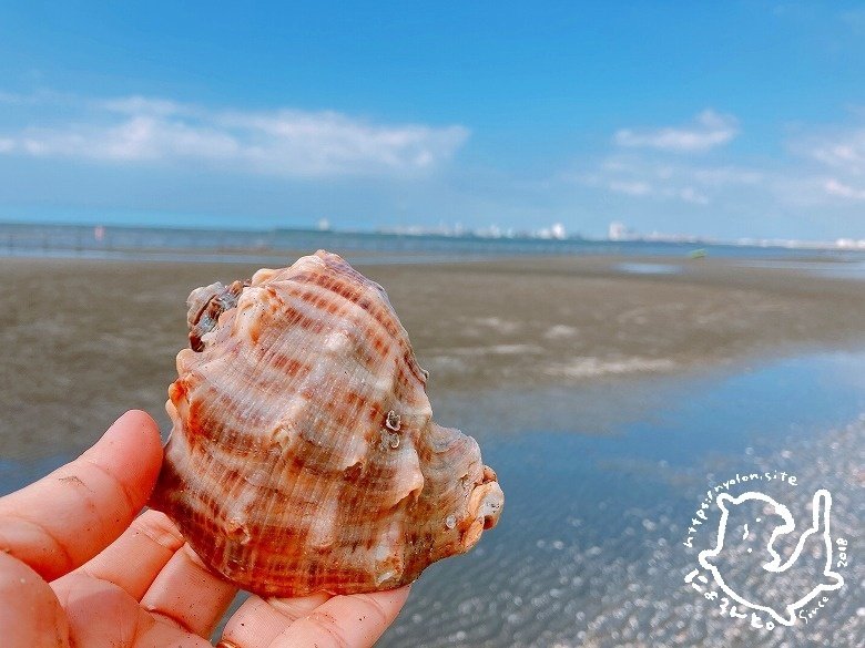 大きな貝殻は西、貝化石なら東を目指せ！船橋三番瀬でビーチコーミング