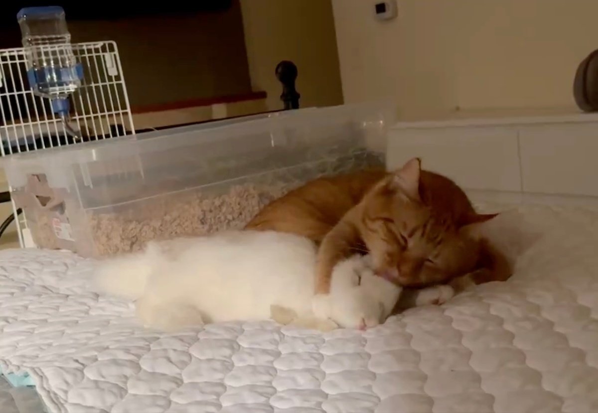 どうしてこんなに仲良しなの」「親子にしか見えない」毎晩、ウサギを毛