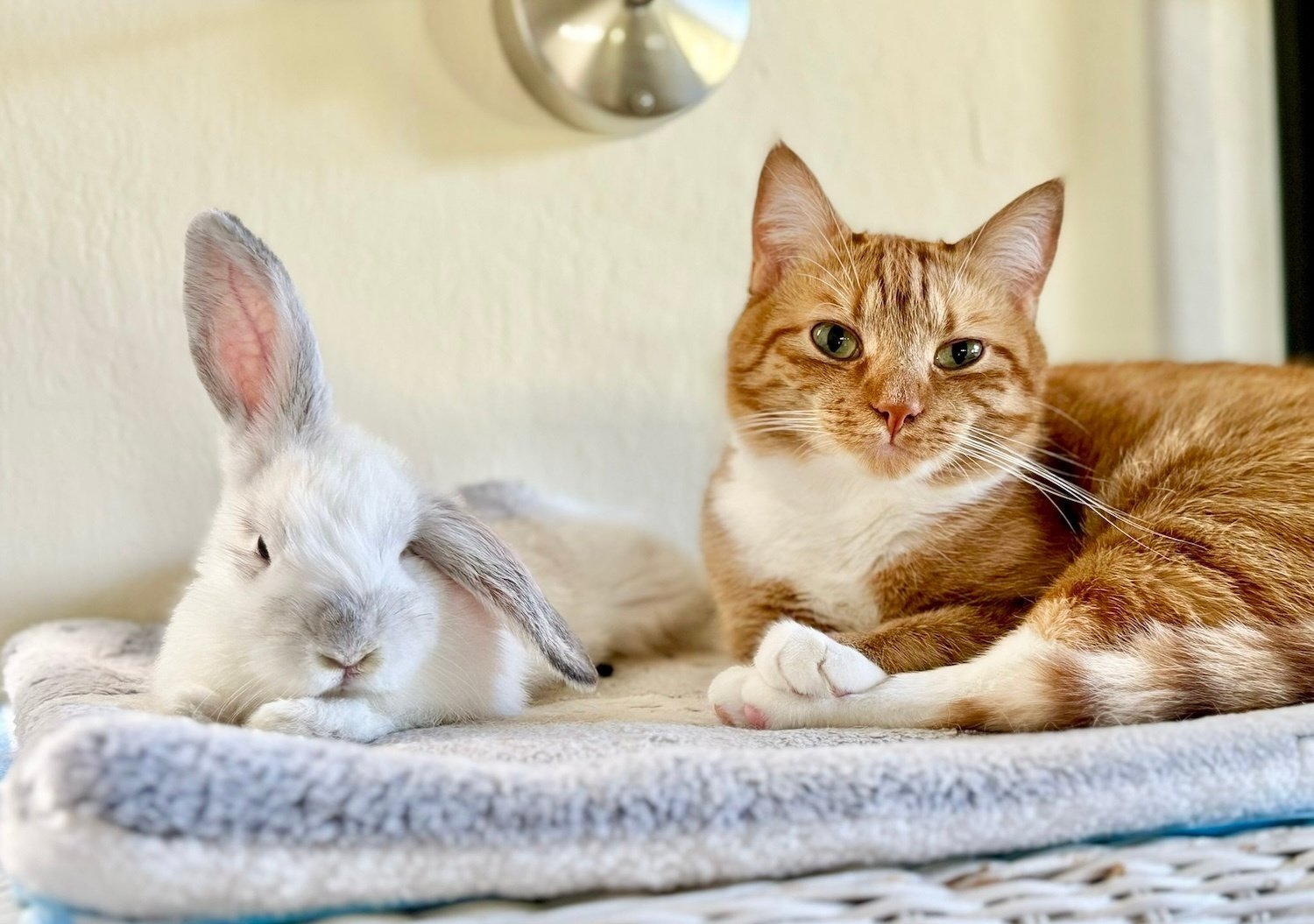 462】CK様レアパネル生地 猫とウサギ 115】CK様レアパネル生地猫 【423】CK