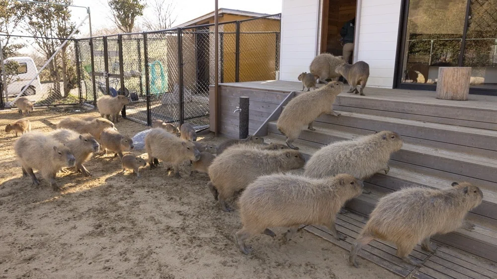 Izu Resort Villa: A Hotel Where You Can Stay with Capybaras