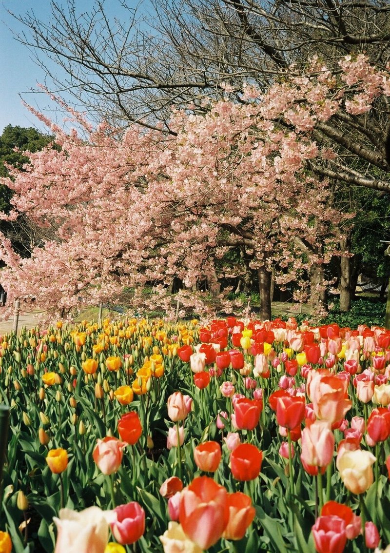 KONICA C35FDの撮影見本　その①　河津桜とチューリップ。撮影場所は三重県桑名市長島町の「なばなの里」。ここはイルミネーションが有名ですが、四季を通して園内には花がいっぱいです。