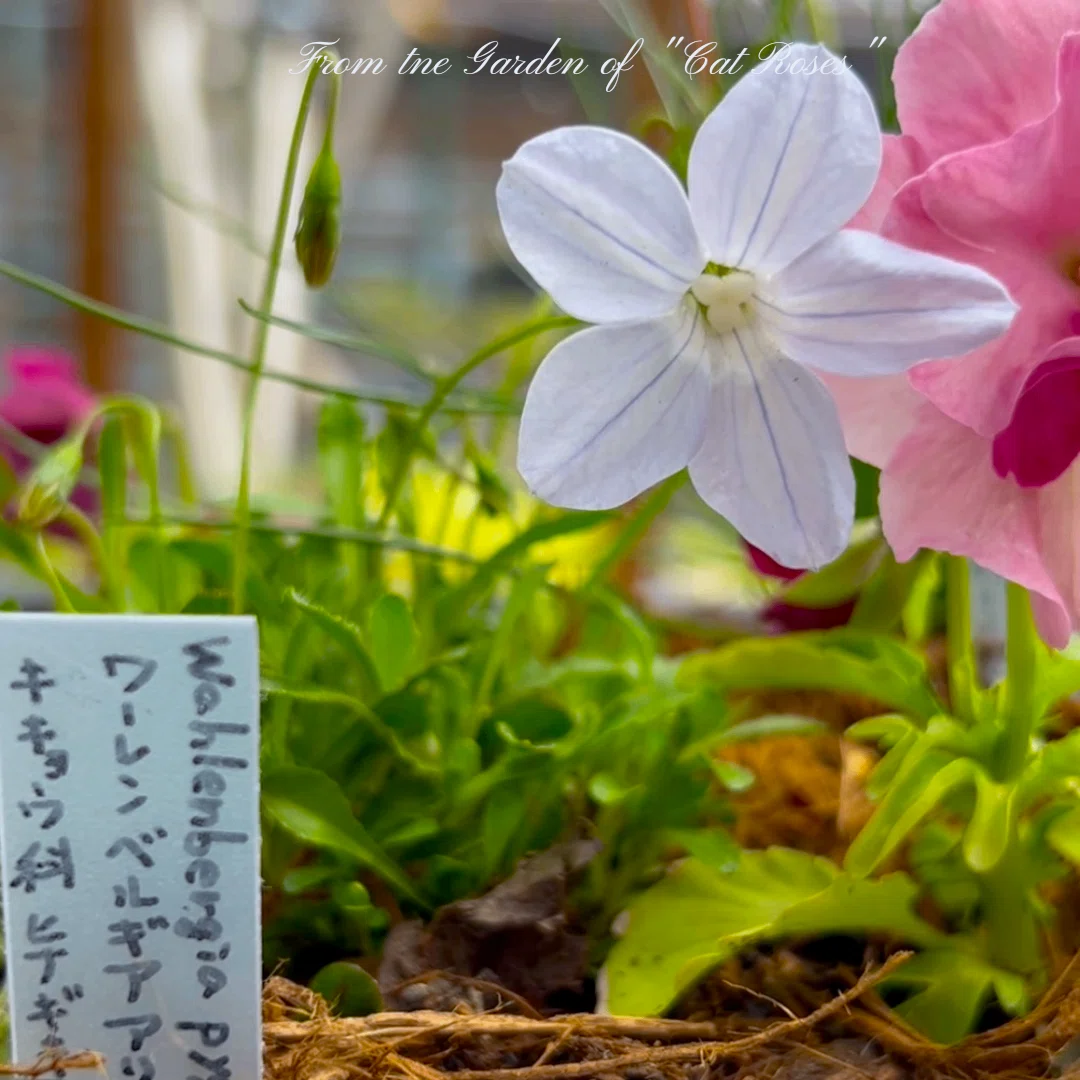 3月中旬の庭 小さな植物と紫雲英の花｜Cat rose 「ガーデニングブログ