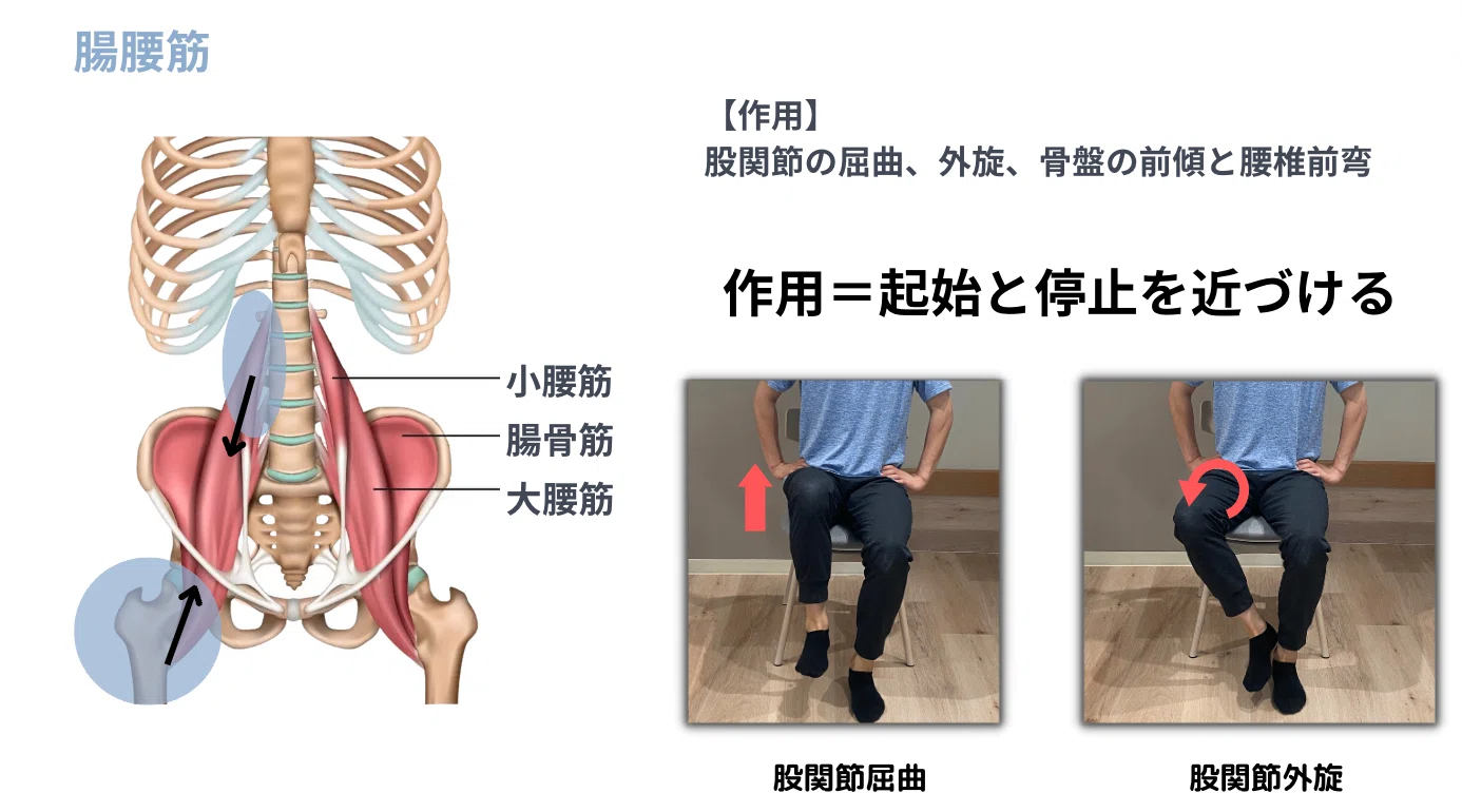 腸腰筋の教科書！筋トレ・ストレッチの効果を2倍にする機能解剖学！｜N