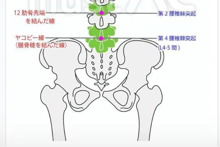 第59回理学療法士国家試験 午後51−55の解説｜Sixty_valleyのページ