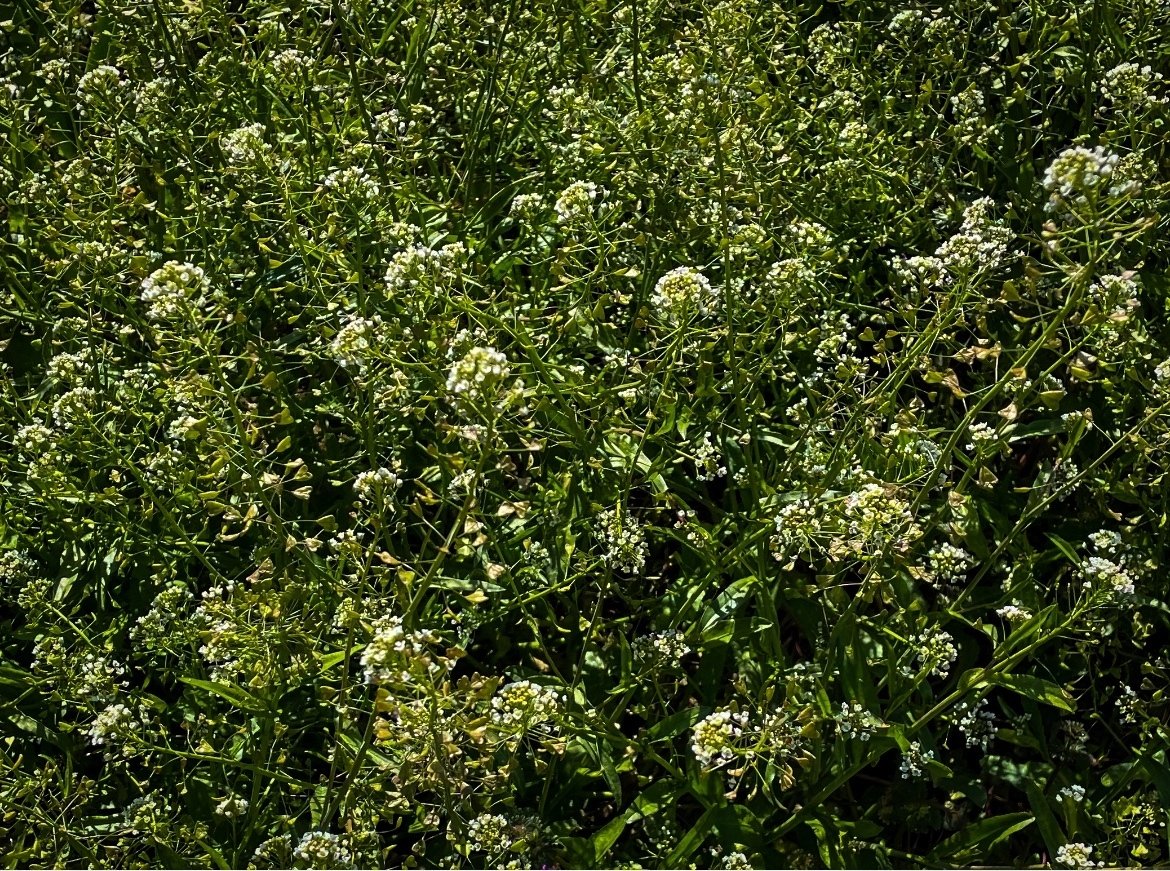 朝ランで咲き誇るぺんぺん草を見て、山頭火に思いを馳せる｜Sampo（山帆）