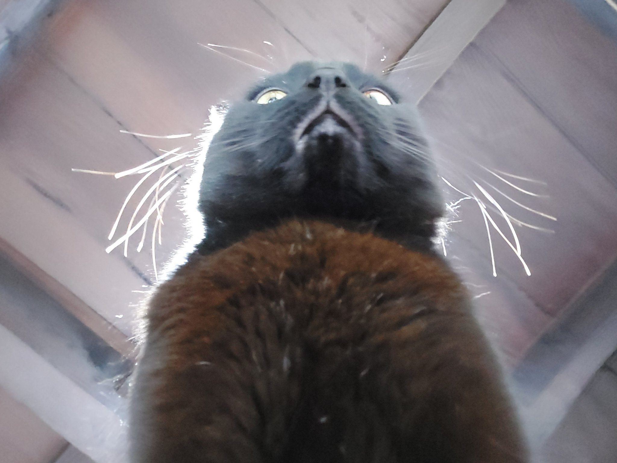 ゴゴゴ…」と効果音が流れてきそう、上から見下ろしてくる黒猫ちゃんの