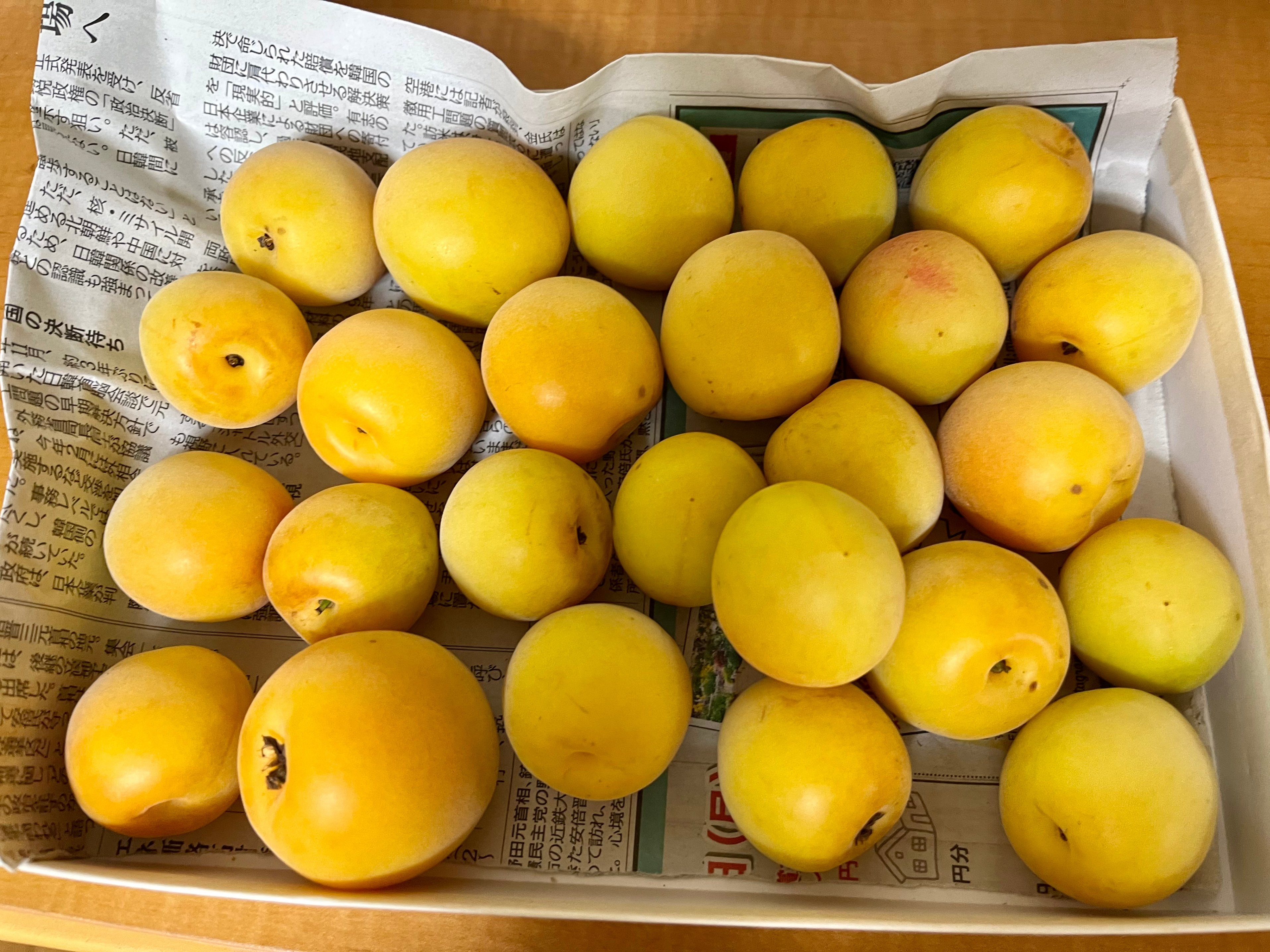 ♥️十郎梅♥️10キロ きれいめ Lサイズ以上 漬梅用にしてください