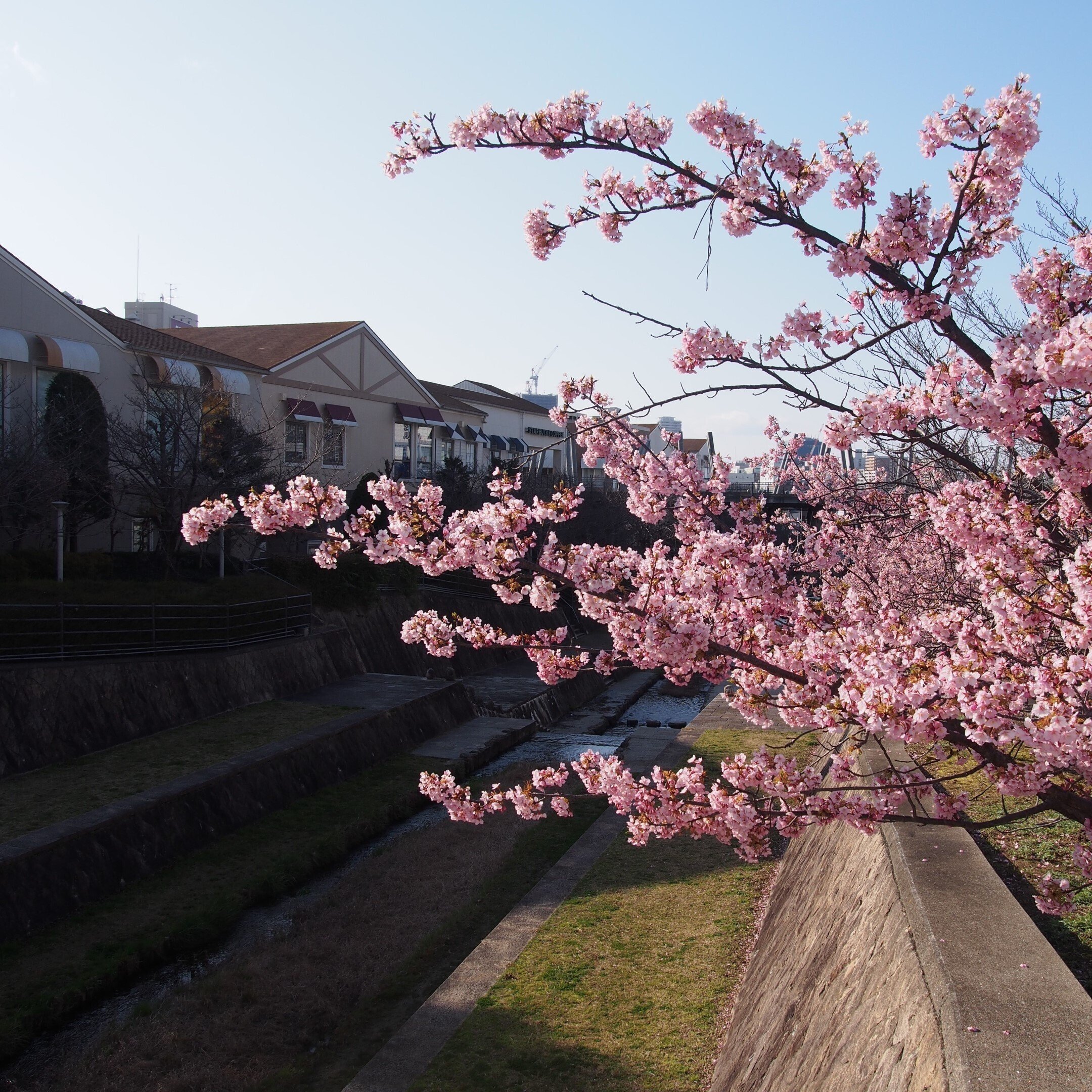 箕面市 みのおキューズモール付近2024年3月9日【河津桜,ミモザ】｜レタス