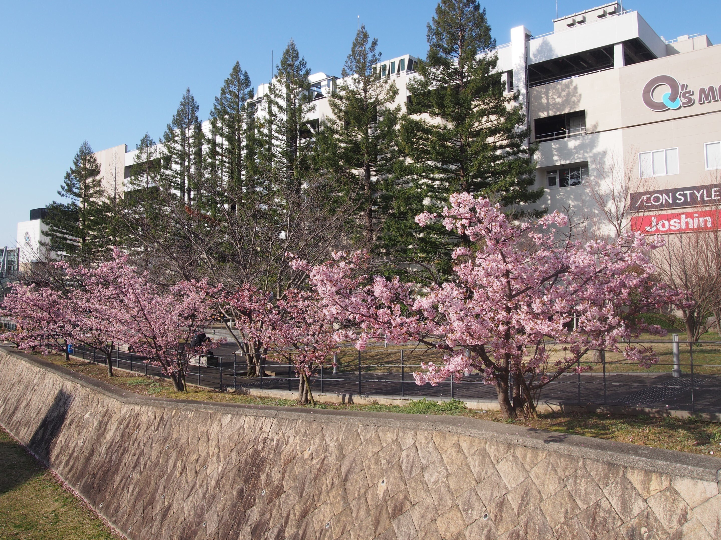 箕面市 みのおキューズモール付近2024年3月9日【河津桜,ミモザ】｜レタス