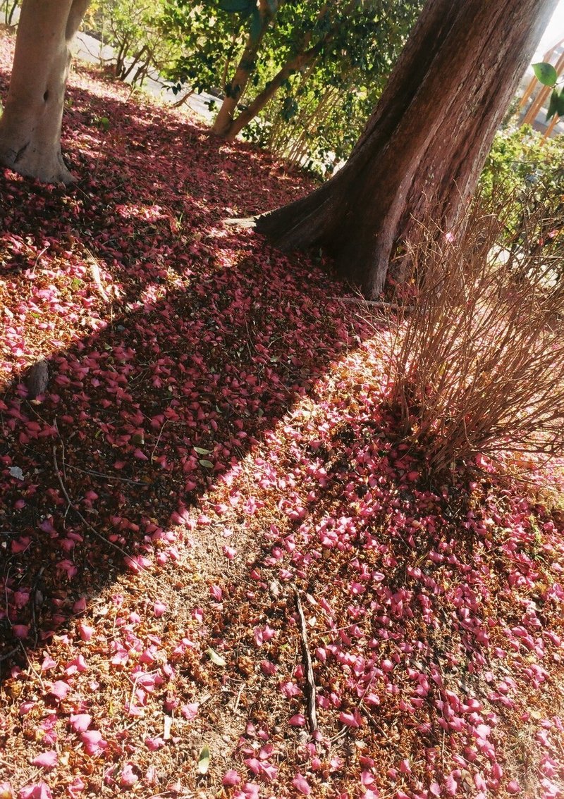 OLYMPUS OM-1の撮影見本　その①　撮影場所は名古屋市農業センターです。この時期はしだれ梅が有名ですが、何気なく見た木陰と散った花びらが良い感じです。