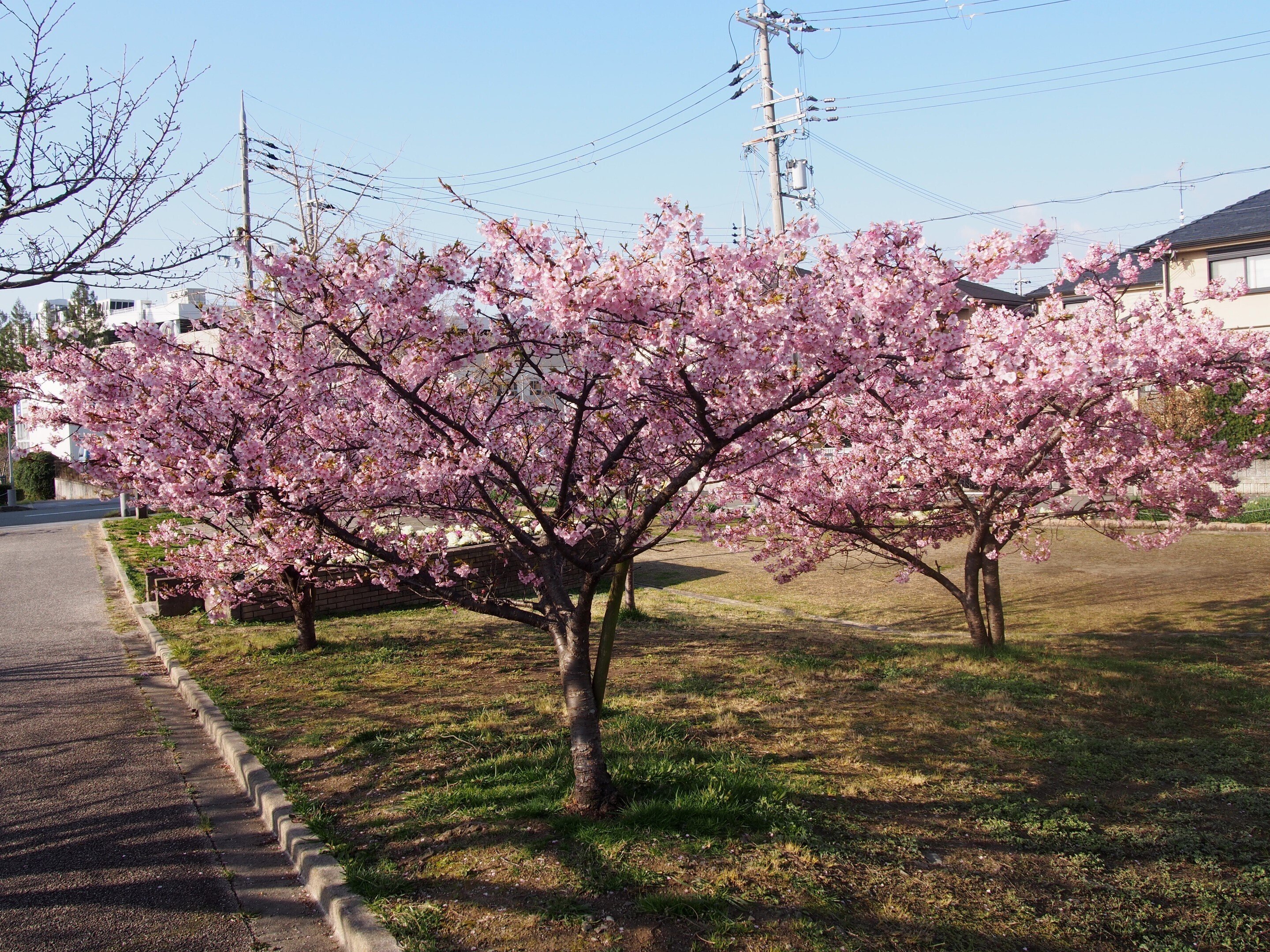 蓋置　モール　流水に桜 蓋置 モール 流水に桜 蓋置モール流水に桜