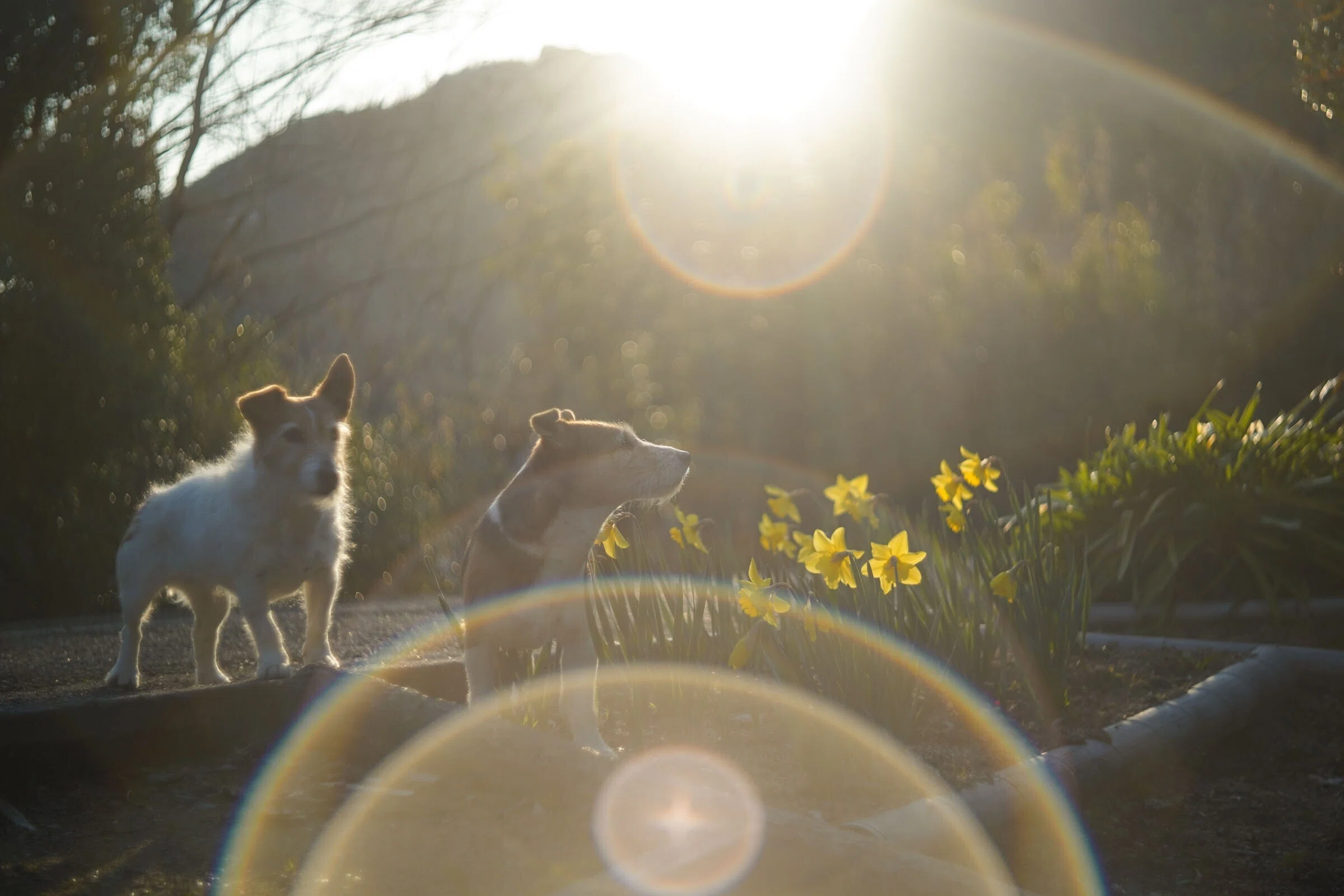 ライカ ズマール(Leitz summar)50mm F2 review｜しまなみフォトライフ