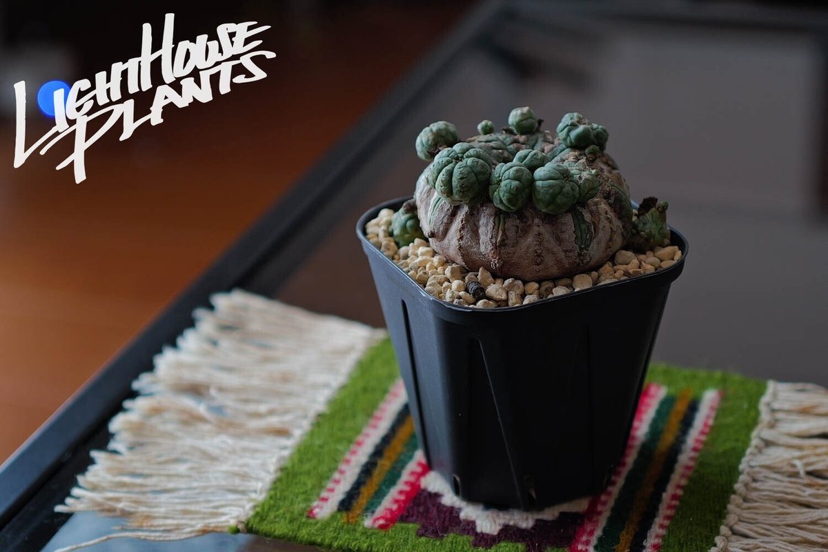 発根済み ユーフォルビア オベサ 変 成長点潰れ 見易かっ 