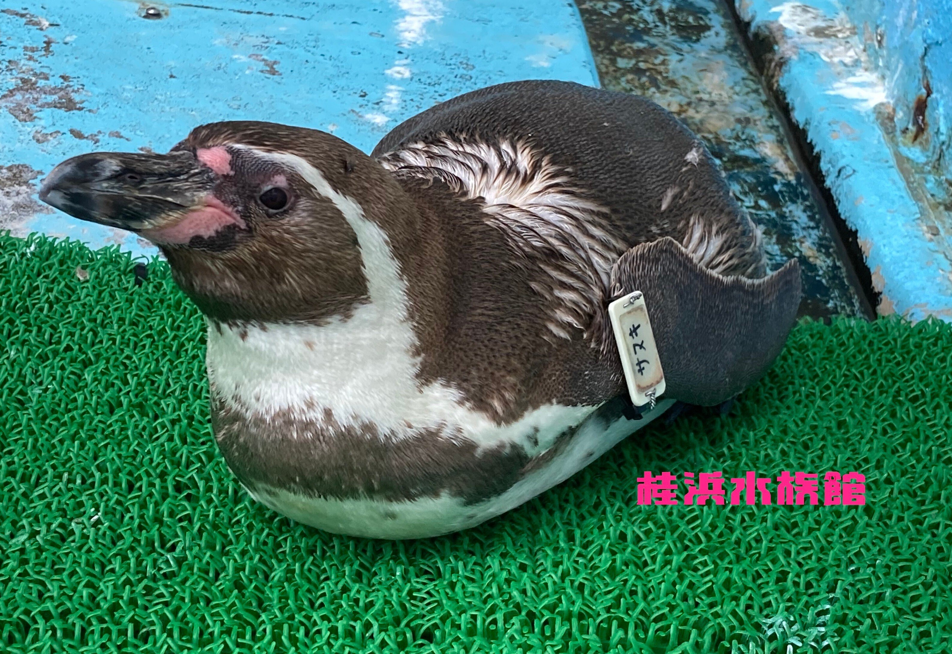 フンボルトペンギンは何年生きる？｜桂浜水族館 公式